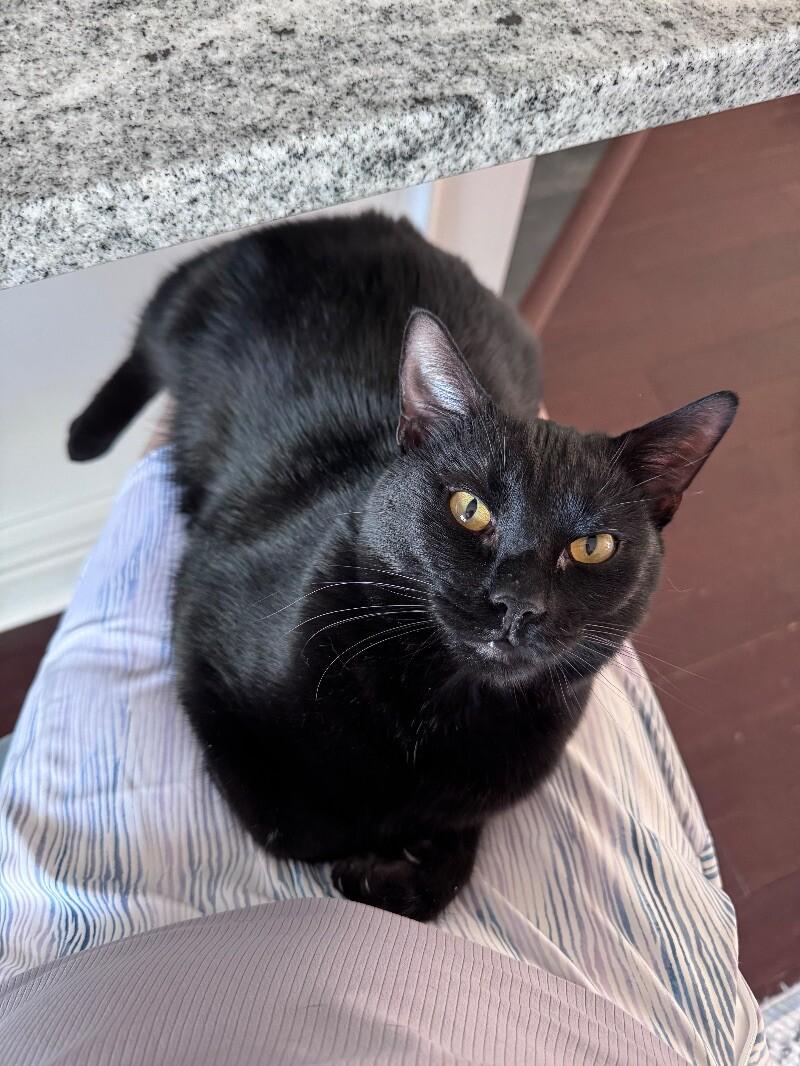 Jett, a Adoptable Domestic Short Hair in Colmar, PA image 1/6