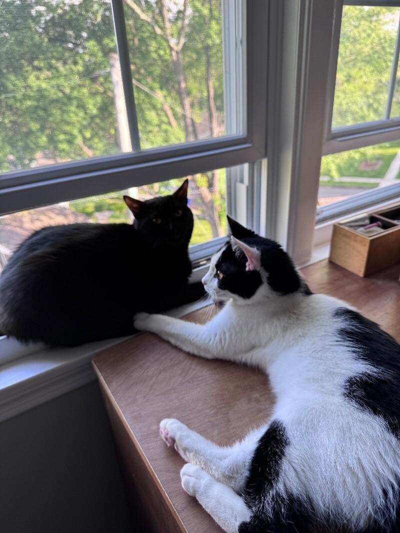 Jett, a Adoptable Domestic Short Hair in Colmar, PA image 2/6