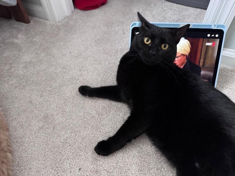 Jett, a Adoptable Domestic Short Hair in Colmar, PA image 3/6