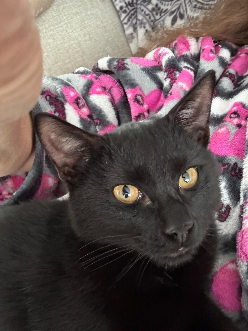 Jett, a Adoptable Domestic Short Hair in Colmar, PA image 4/6