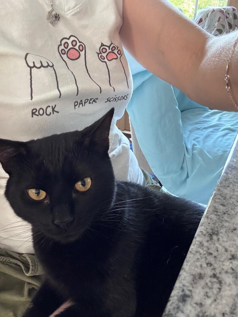 Jett, a Adoptable Domestic Short Hair in Colmar, PA image 5/6