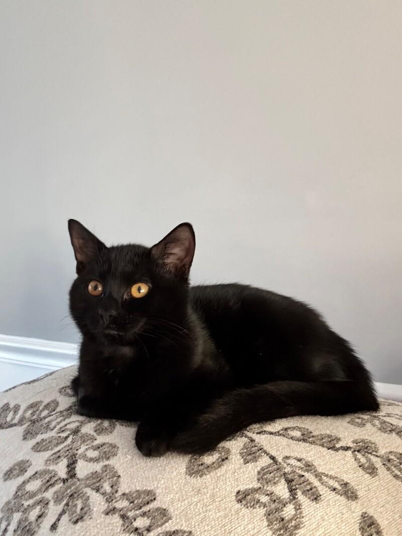 Jett, a Adoptable Domestic Short Hair in Colmar, PA image 6/6