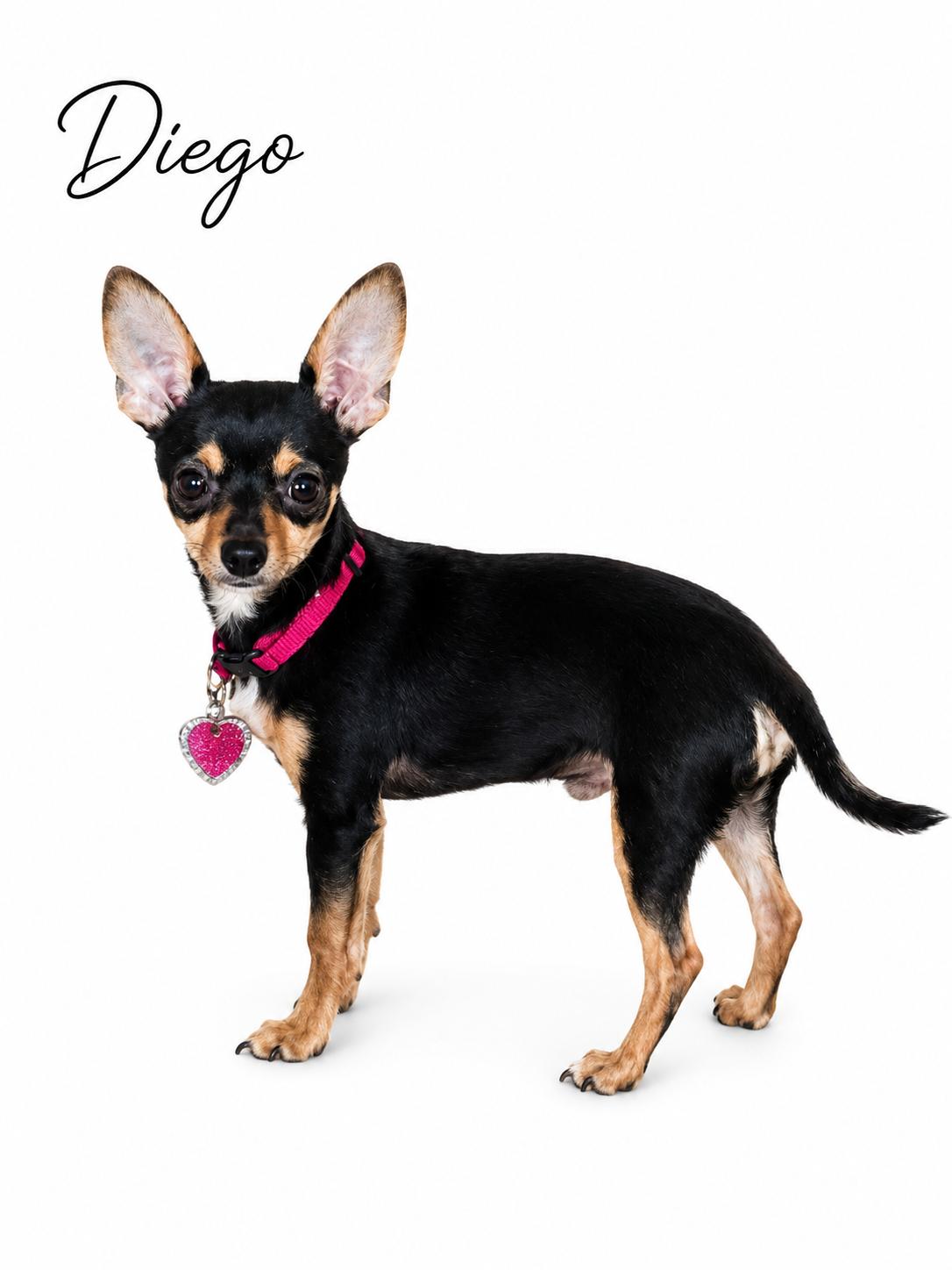 Diego, an adopted mixed breed in SYLVANIA, GA image 3/3