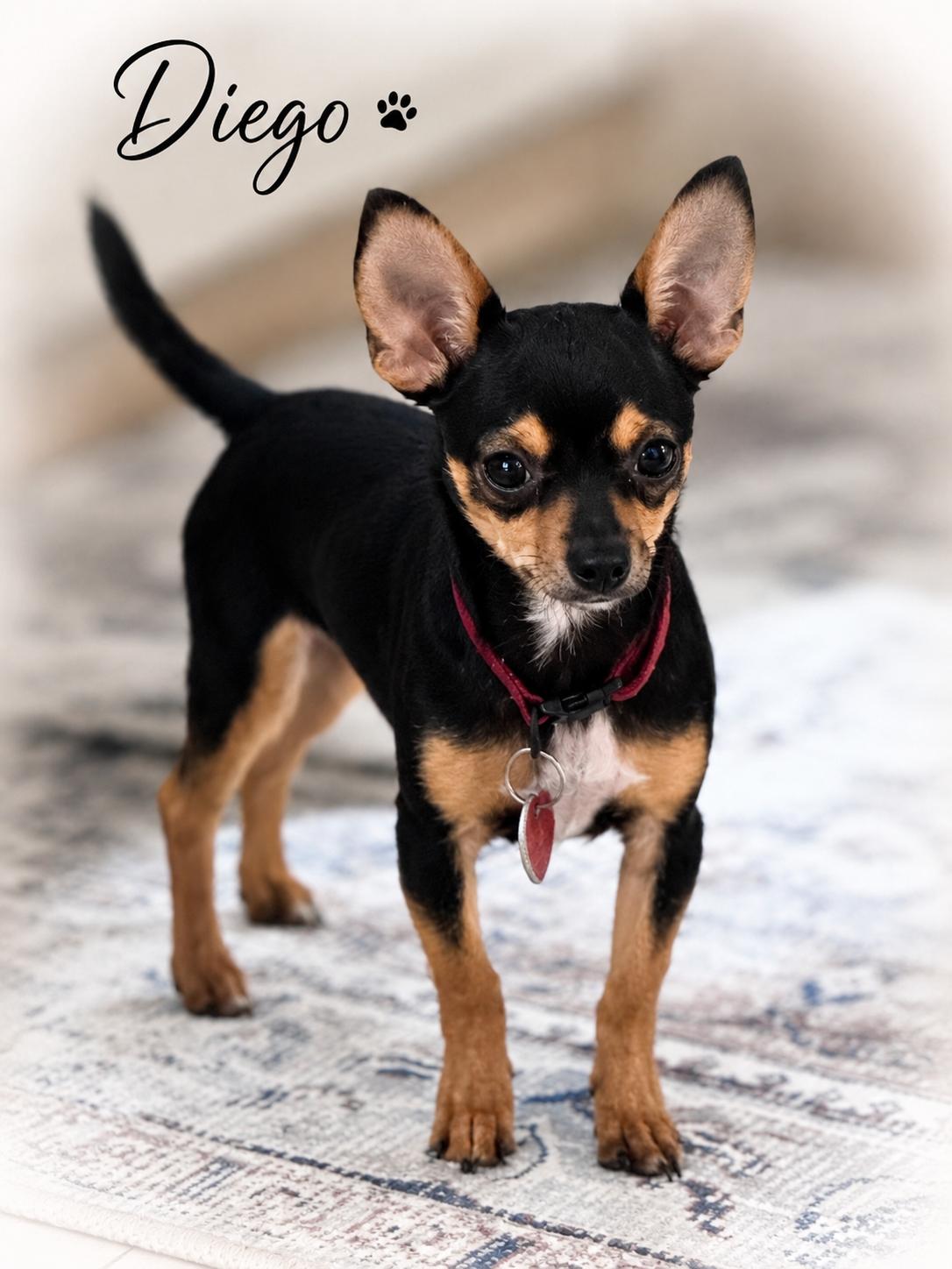 Diego, an adopted mixed breed in SYLVANIA, GA image 2/3
