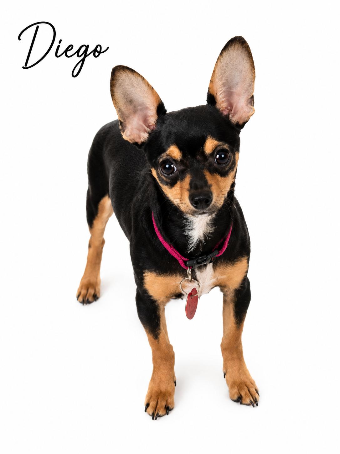 Diego, adopted, Puppy Male Chihuahua & Dachshund.