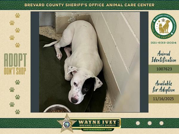 Enlarge Shashimi, a Adoptable mixed breed in Melbourne, FL image 1/1