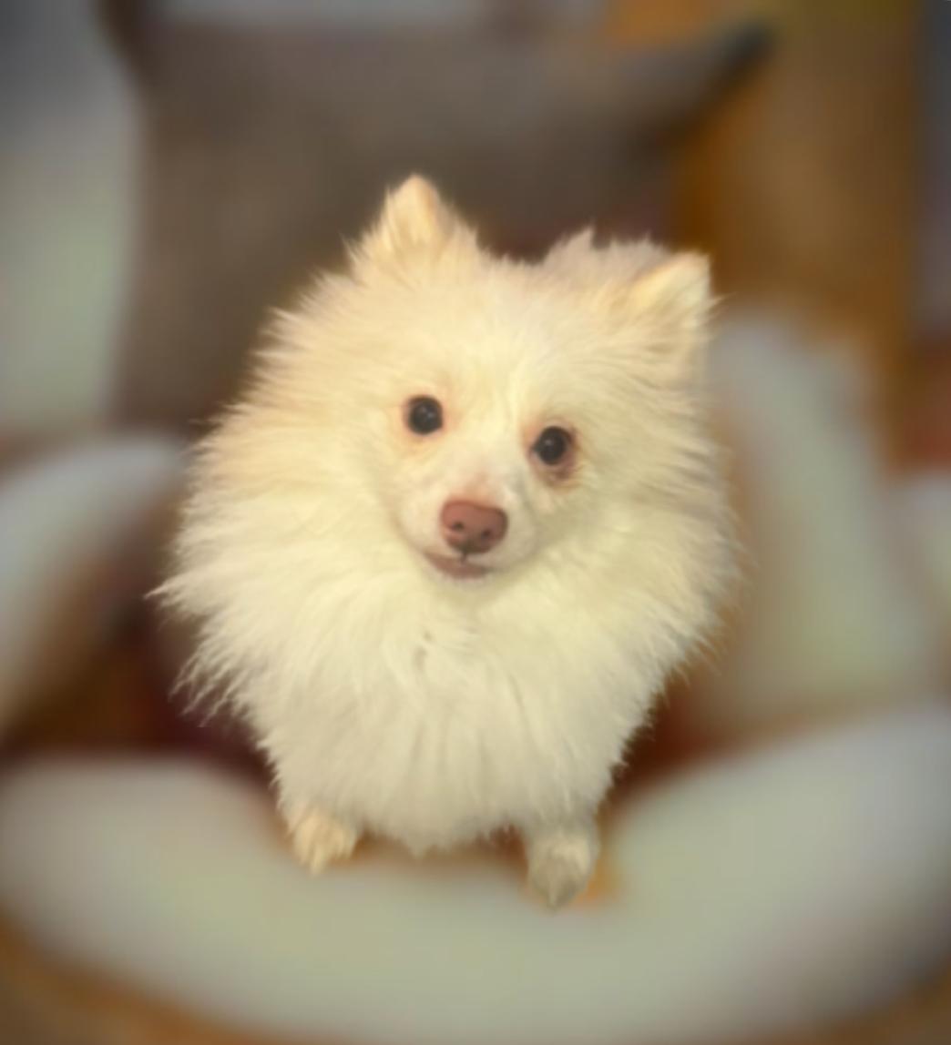 Jack, Adoptable, Adult Male Pomeranian.