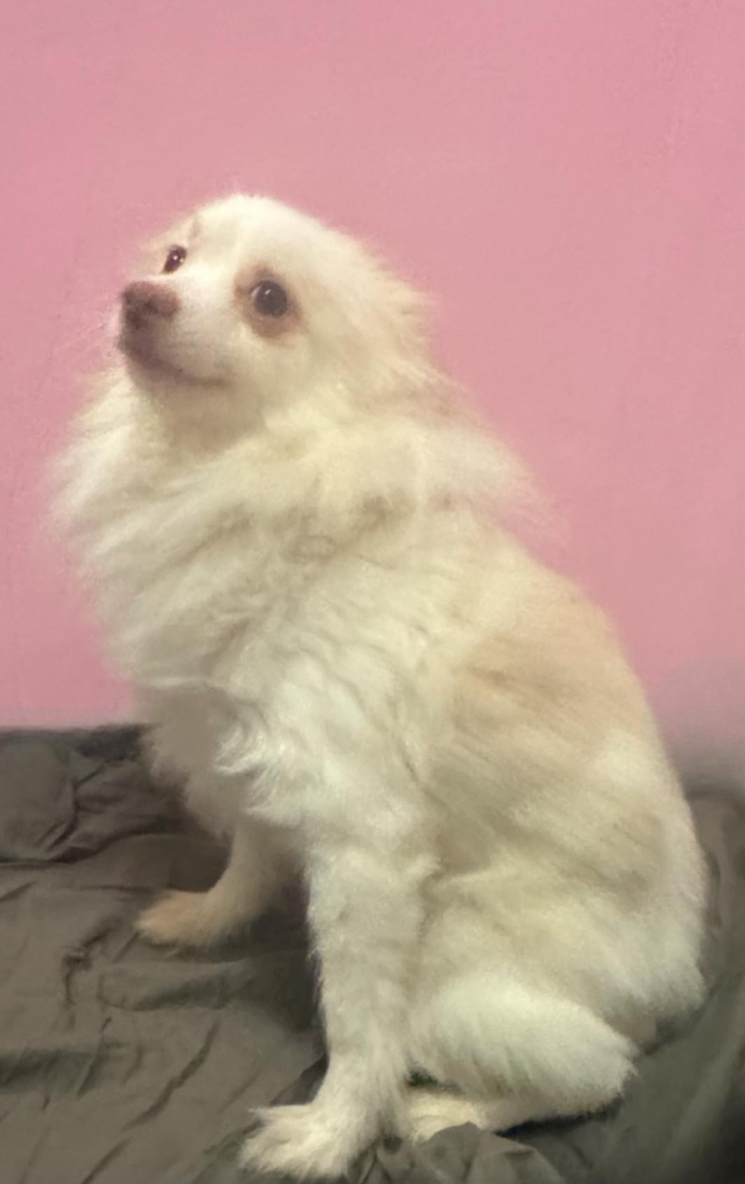 Enlarge Jack, a Adoptable Pomeranian in Los Angeles, CA image 5/5