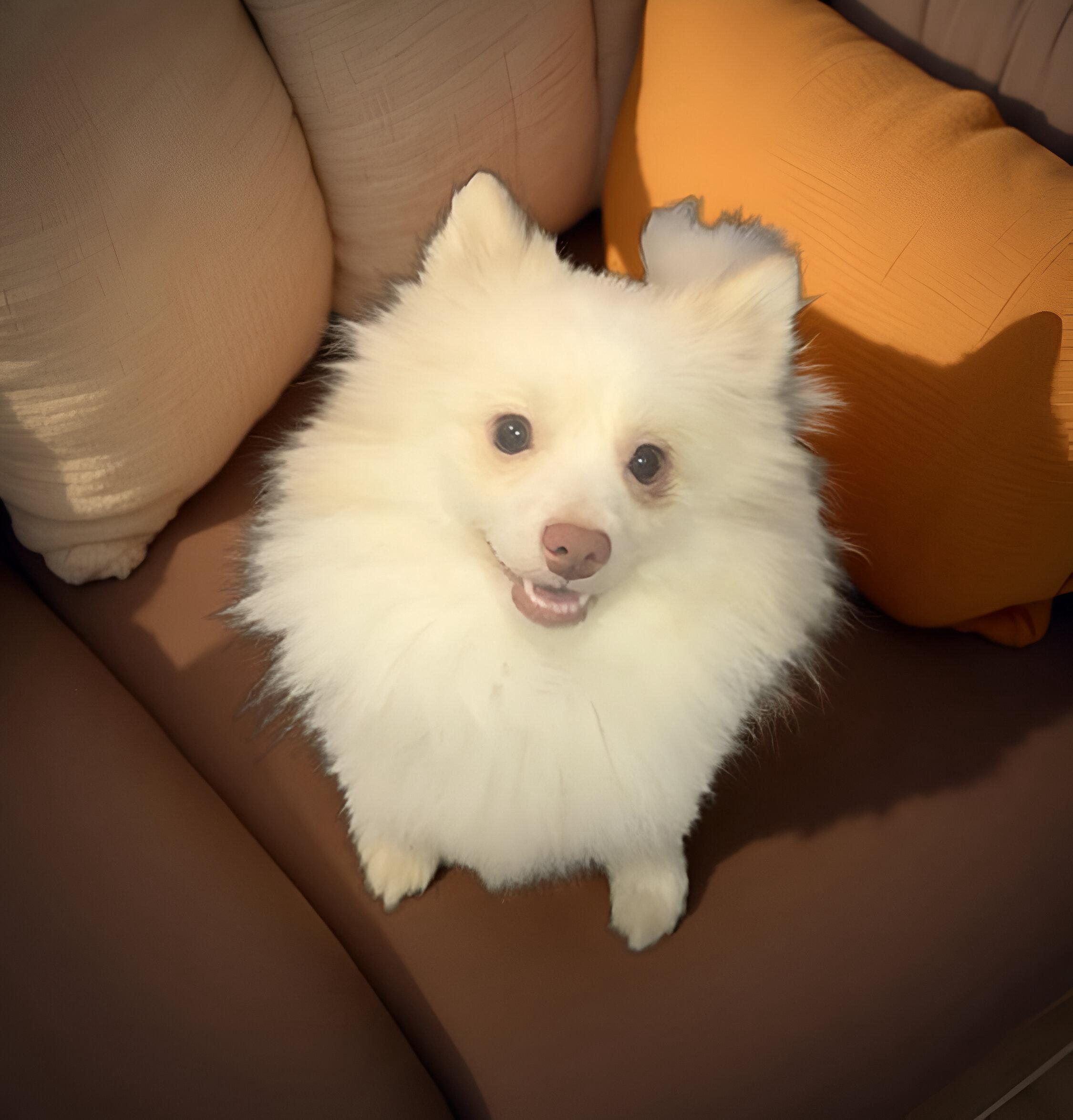 Enlarge Jack, a Adoptable Pomeranian in Los Angeles, CA image 2/5