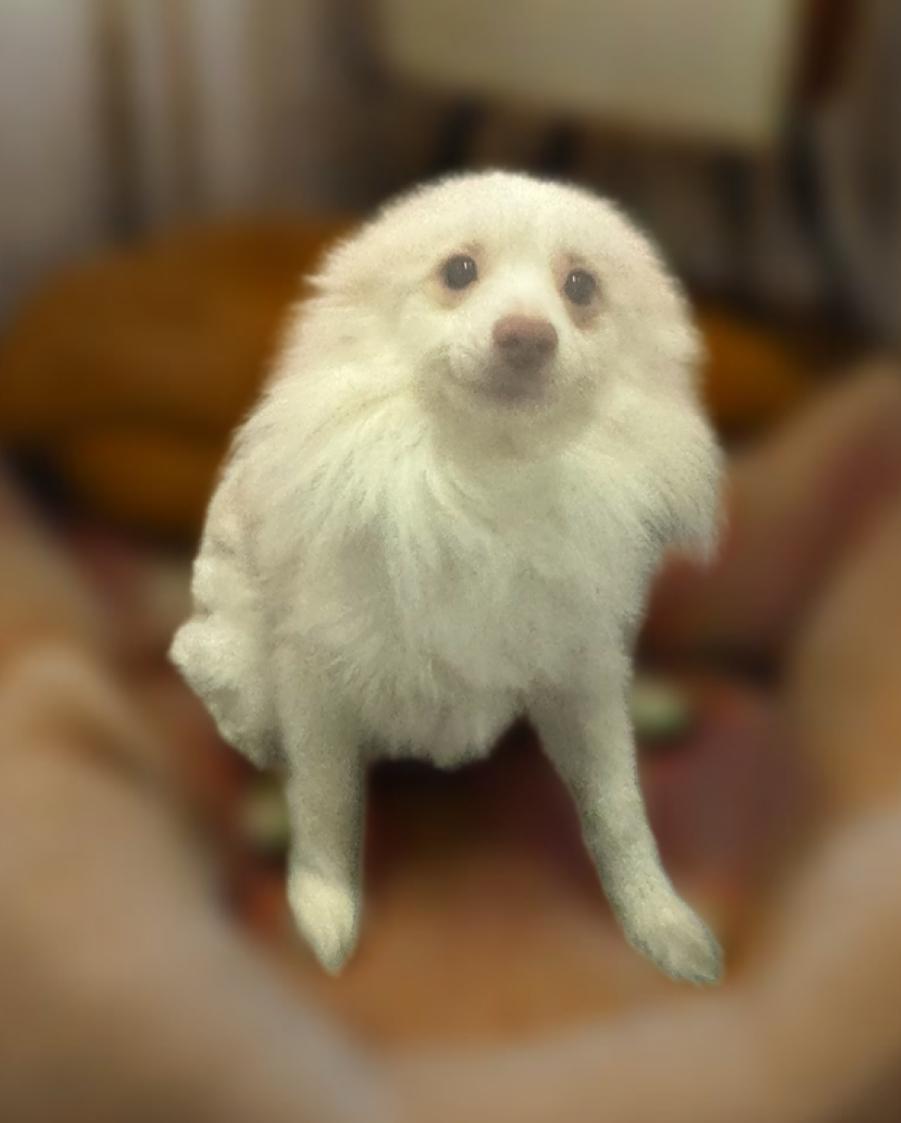 Enlarge Jack, a Adoptable Pomeranian in Los Angeles, CA image 4/5