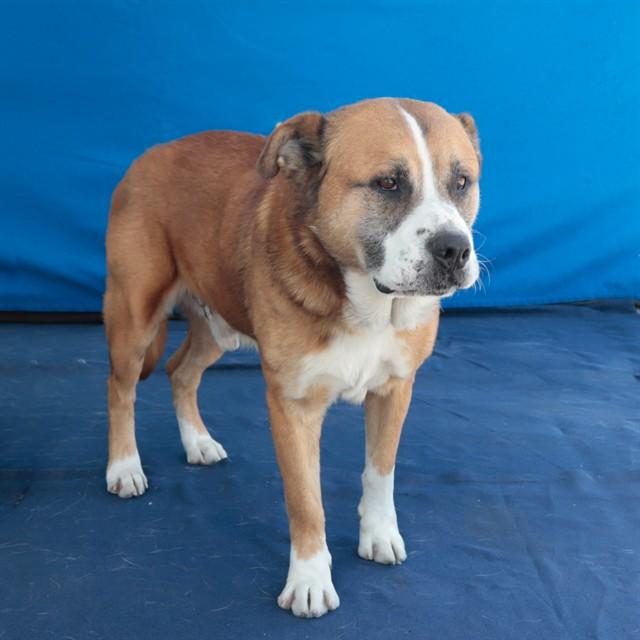Enlarge BEAR, a Adoptable mixed breed in Baldwin Park, CA image 1/1