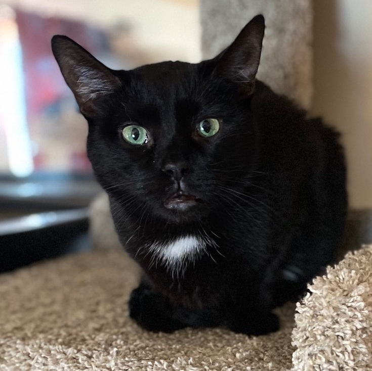 Tula, a Adoptable Tuxedo in Goshen, IN image 1/2