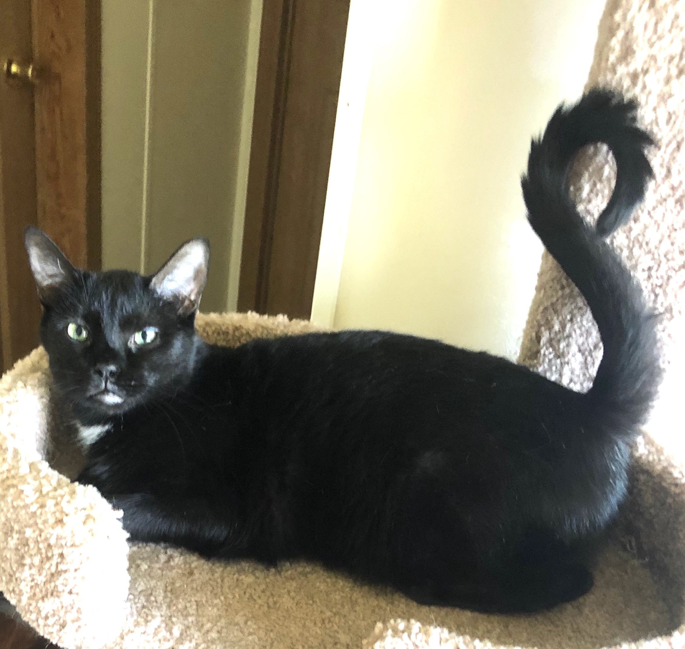 Tula, a Adoptable Tuxedo in Goshen, IN image 2/2