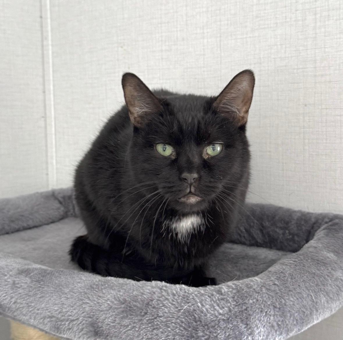 Tula, a Adoptable Tuxedo in Goshen, IN image 1/3