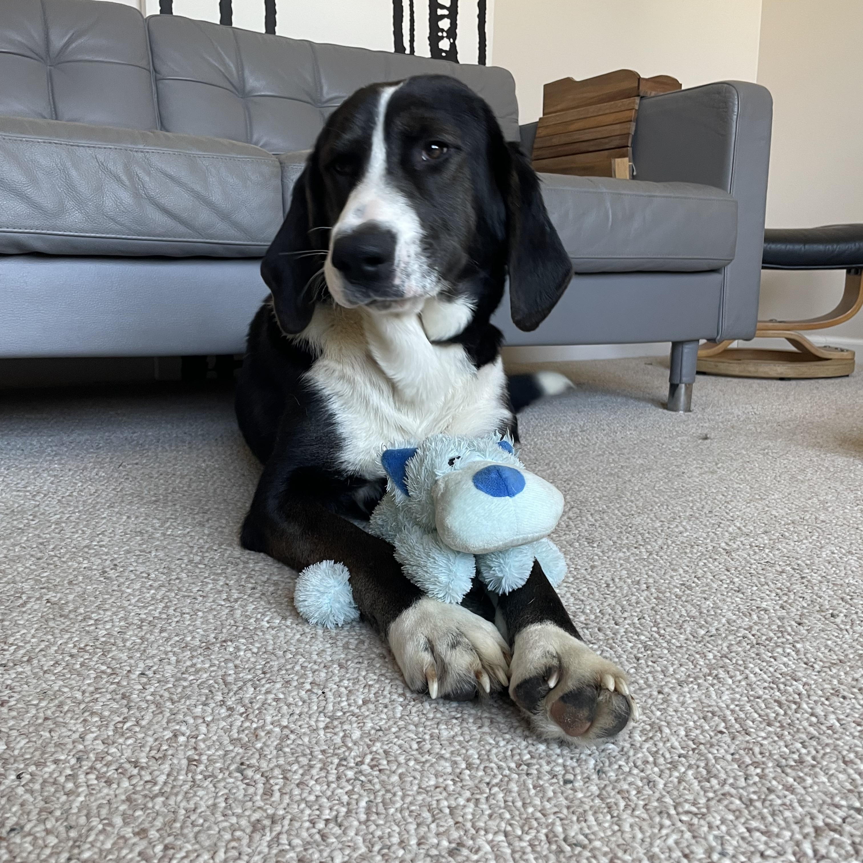 Riff Raff *tri-pawd*, an adopted mixed breed in Hopkinton, MA image 2/5