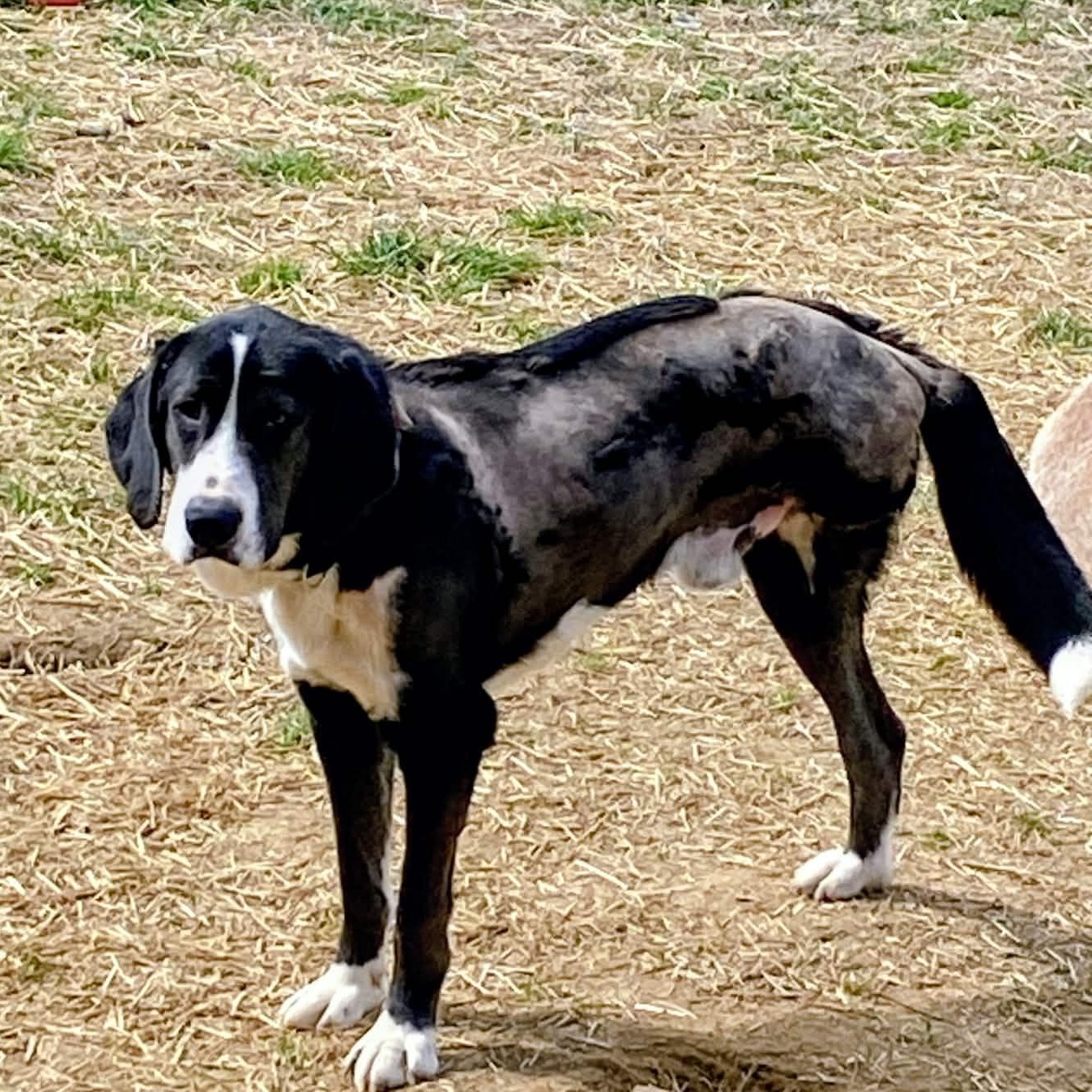 Riff Raff *tri-pawd*, an adopted mixed breed in Hopkinton, MA image 5/5