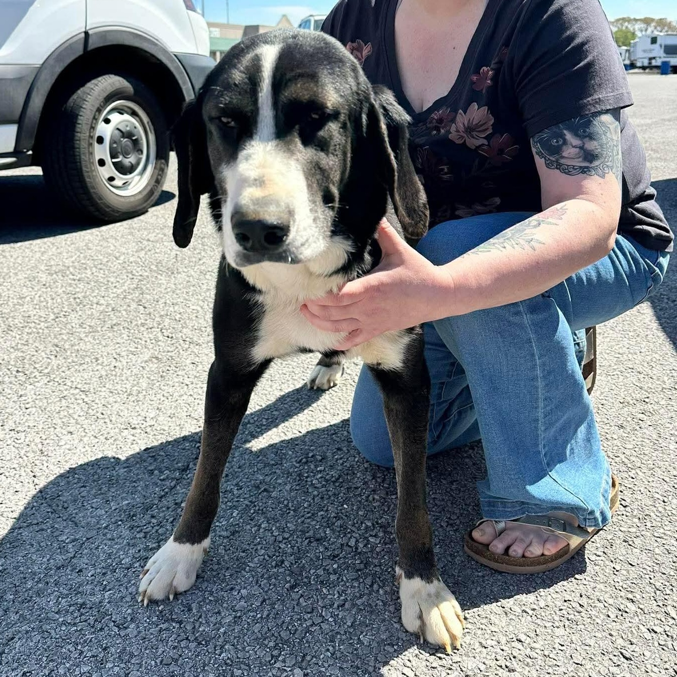 Riff Raff *tri-pawd*, an adopted mixed breed in Hopkinton, MA image 4/5