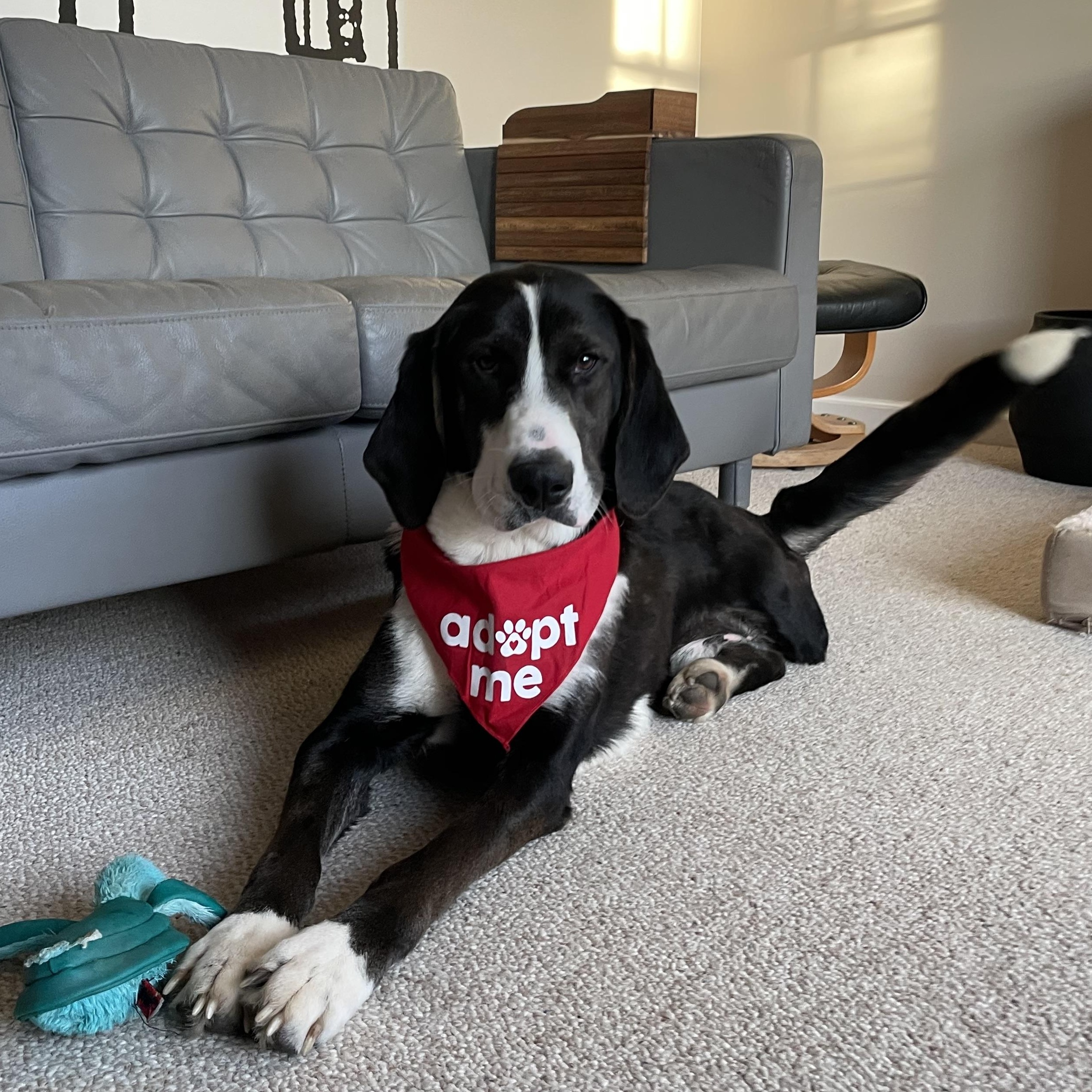 Riff Raff *tri-pawd*, adopted, Young Male Hound.