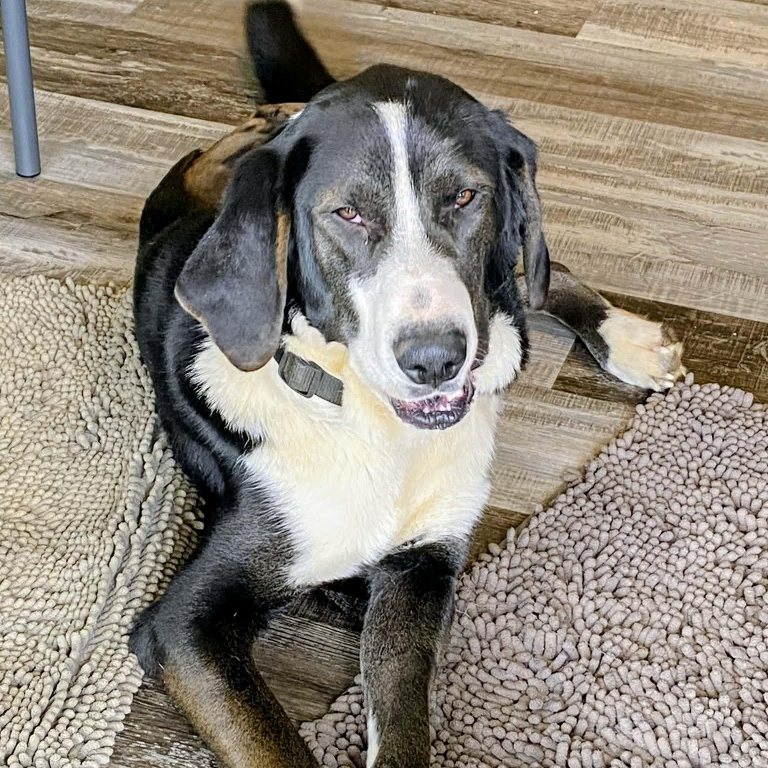 Riff Raff *tri-pawd*, an adopted mixed breed in Hopkinton, MA image 3/5