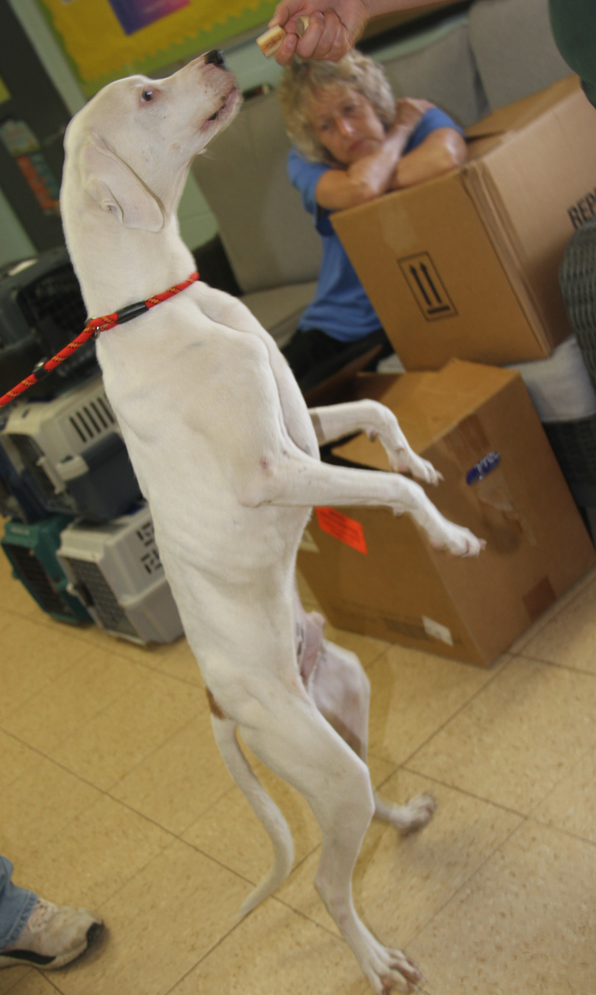 Enlarge Bolt (Neutered) (In Foster Care: Available for Adoption), a Adoptable mixed breed in Marietta, OH image 5/6