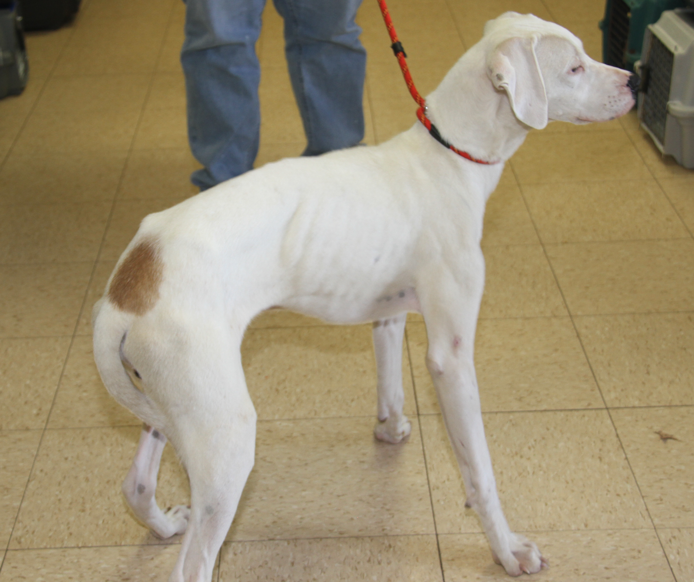 Enlarge Bolt (Neutered) (In Foster Care: Available for Adoption), a Adoptable mixed breed in Marietta, OH image 6/6