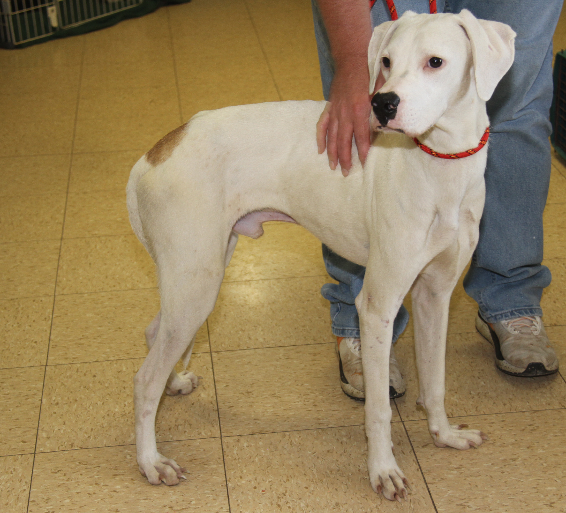 Enlarge Bolt (Neutered) (In Foster Care: Available for Adoption), a Adoptable mixed breed in Marietta, OH image 1/6