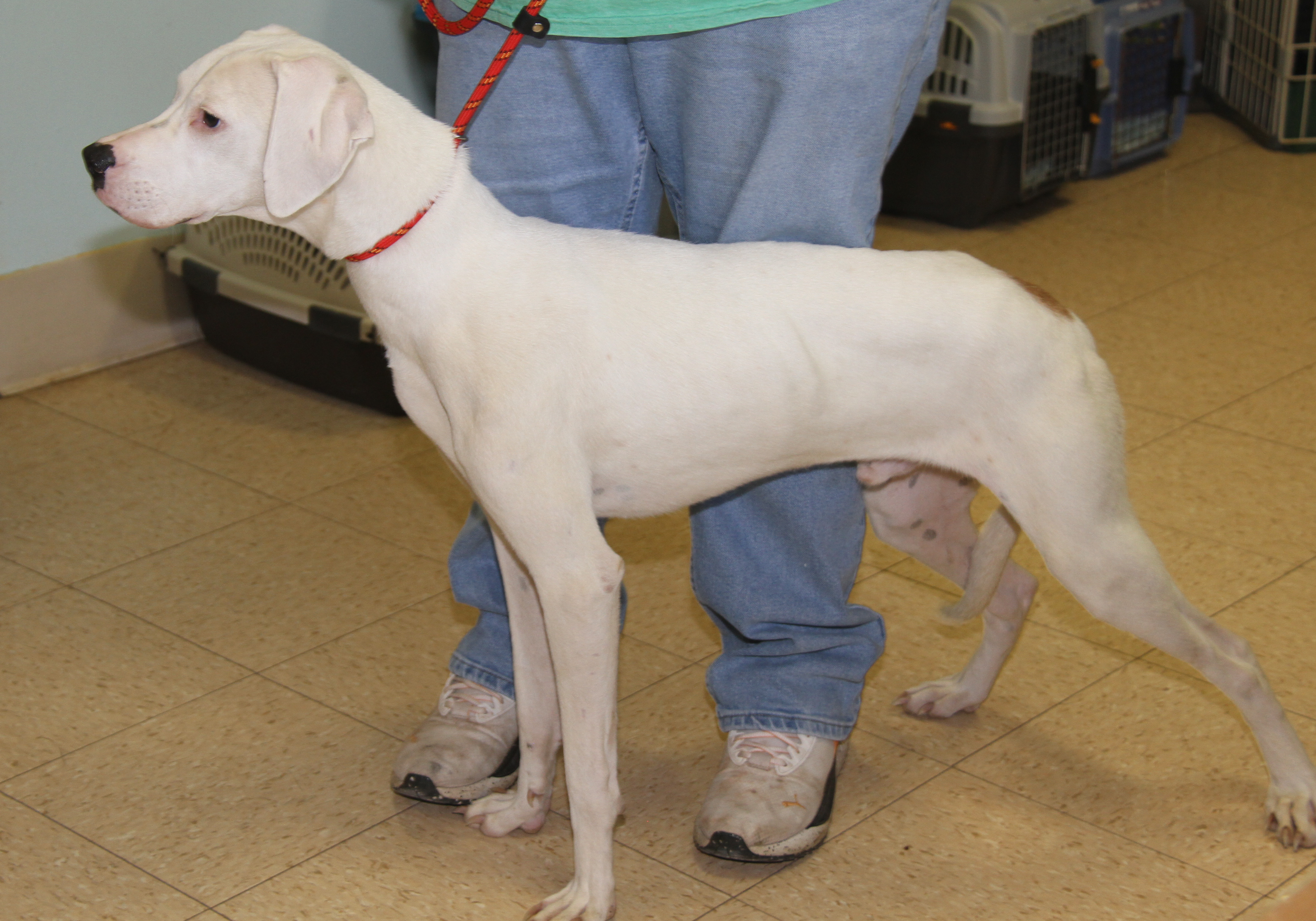 Enlarge Bolt (Neutered) (In Foster Care: Available for Adoption), a Adoptable mixed breed in Marietta, OH image 3/6