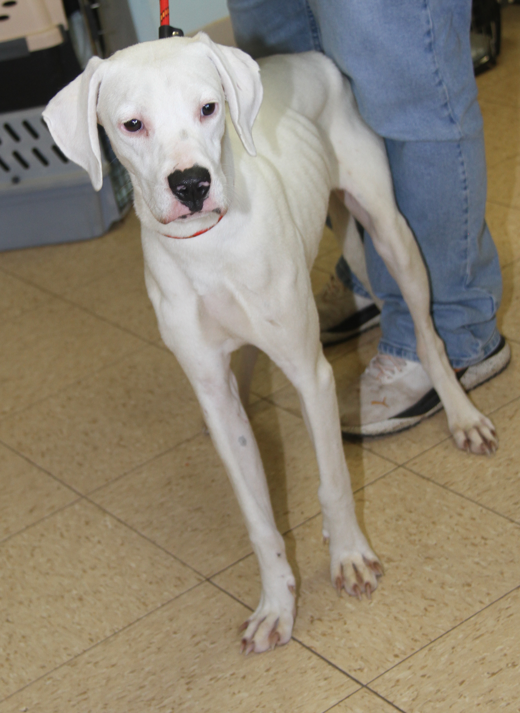 Enlarge Bolt (Neutered) (In Foster Care: Available for Adoption), a Adoptable mixed breed in Marietta, OH image 2/6