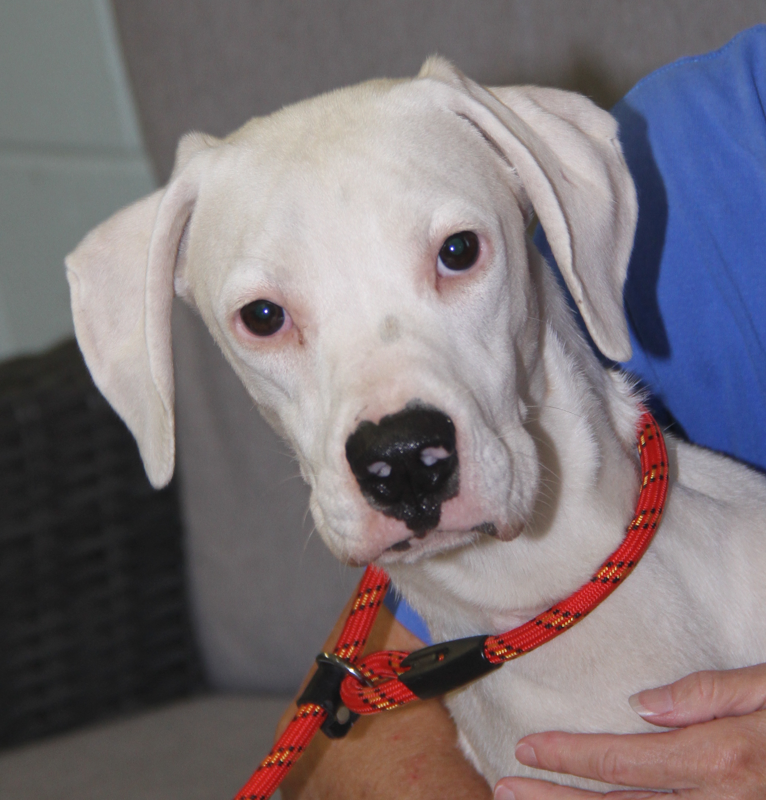 Enlarge Bolt (Neutered) (In Foster Care: Available for Adoption), a Adoptable mixed breed in Marietta, OH image 4/6