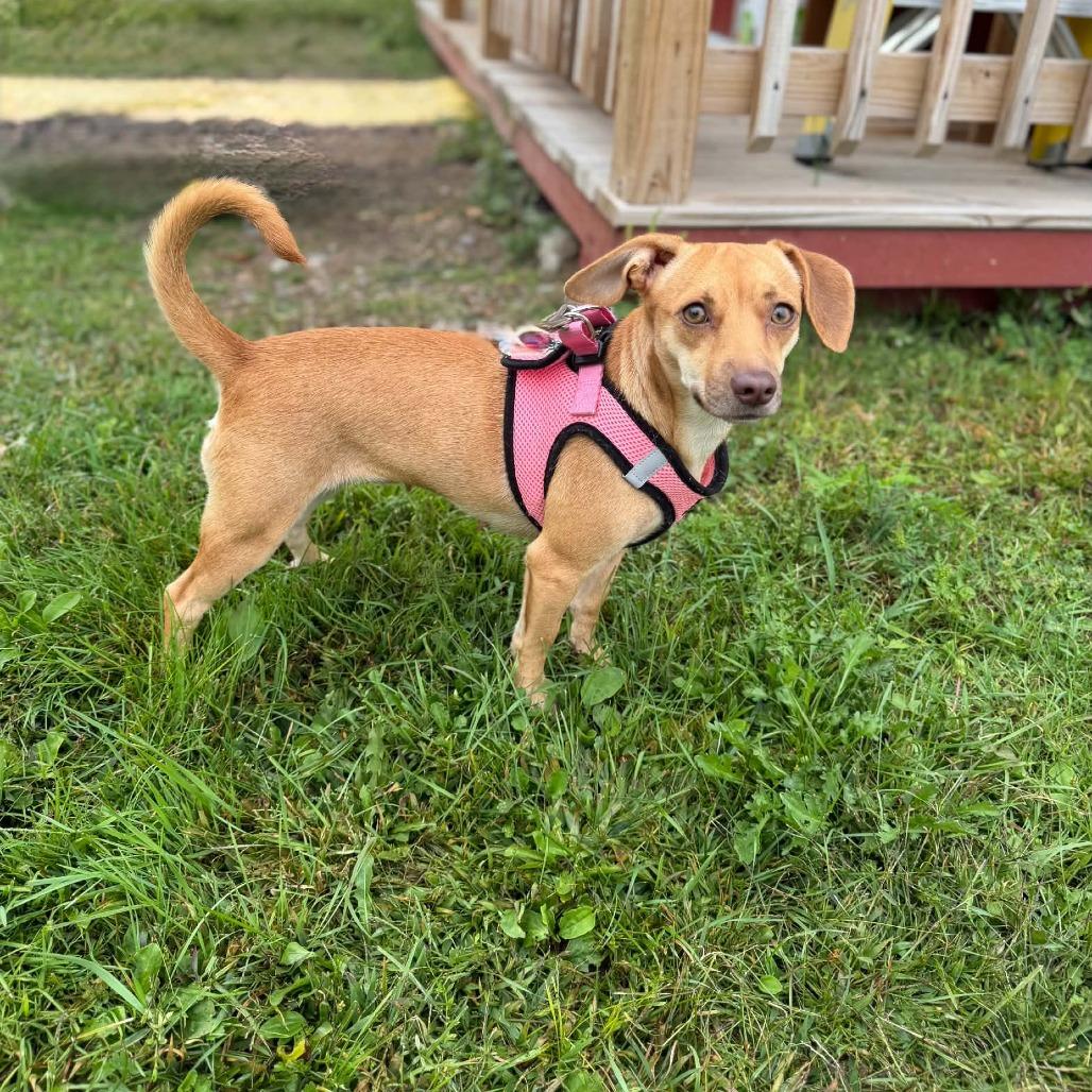 Enlarge Cagney, a Adoptable mixed breed in Park Falls, WI image 1/6