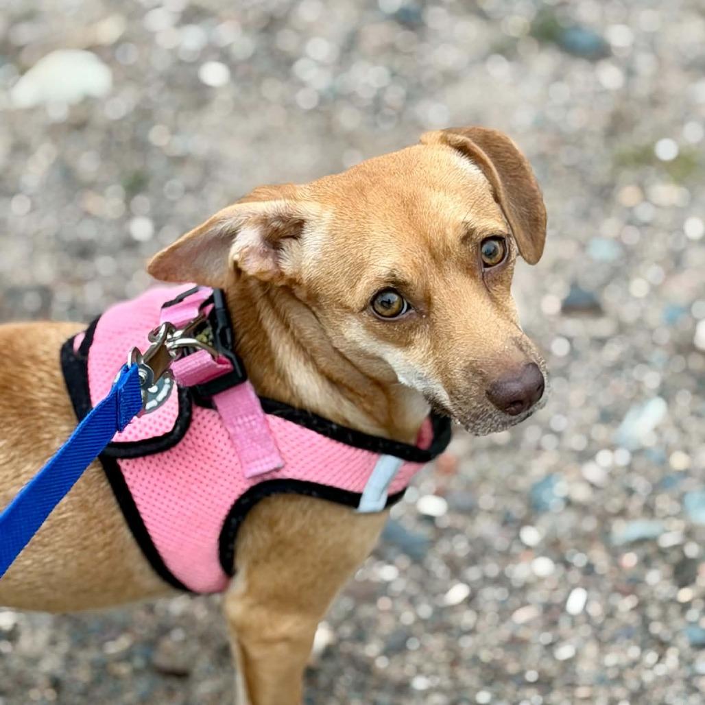 Enlarge Cagney, a Adoptable mixed breed in Park Falls, WI image 2/6