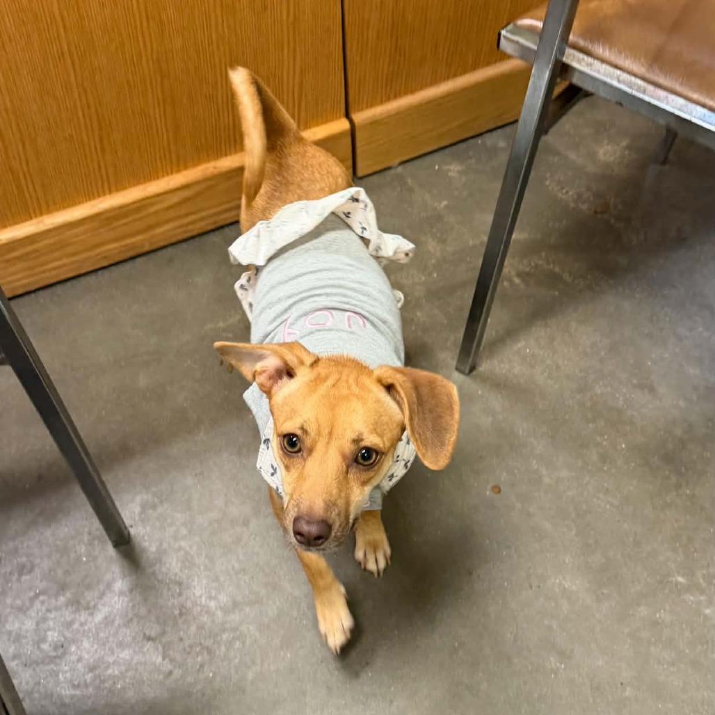 Enlarge Cagney, a Adoptable mixed breed in Park Falls, WI image 5/6