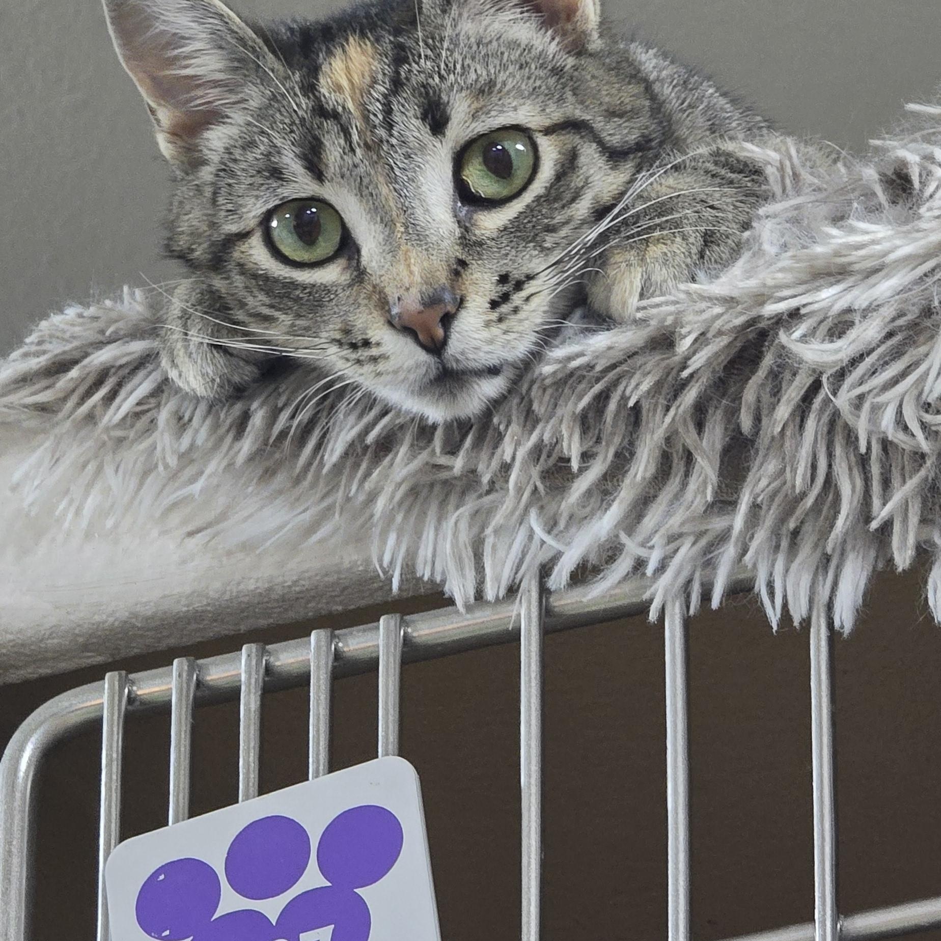 Miso, an adopted Domestic Short Hair in Arlington, WA image 2/6