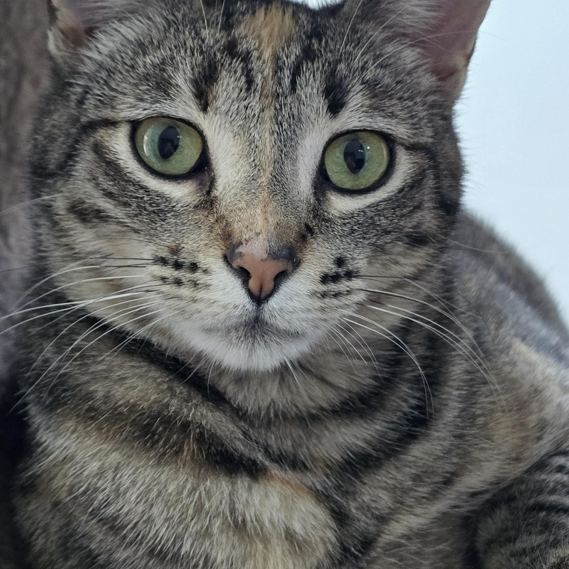 Miso, adopted, Adult Female Domestic Short Hair.
