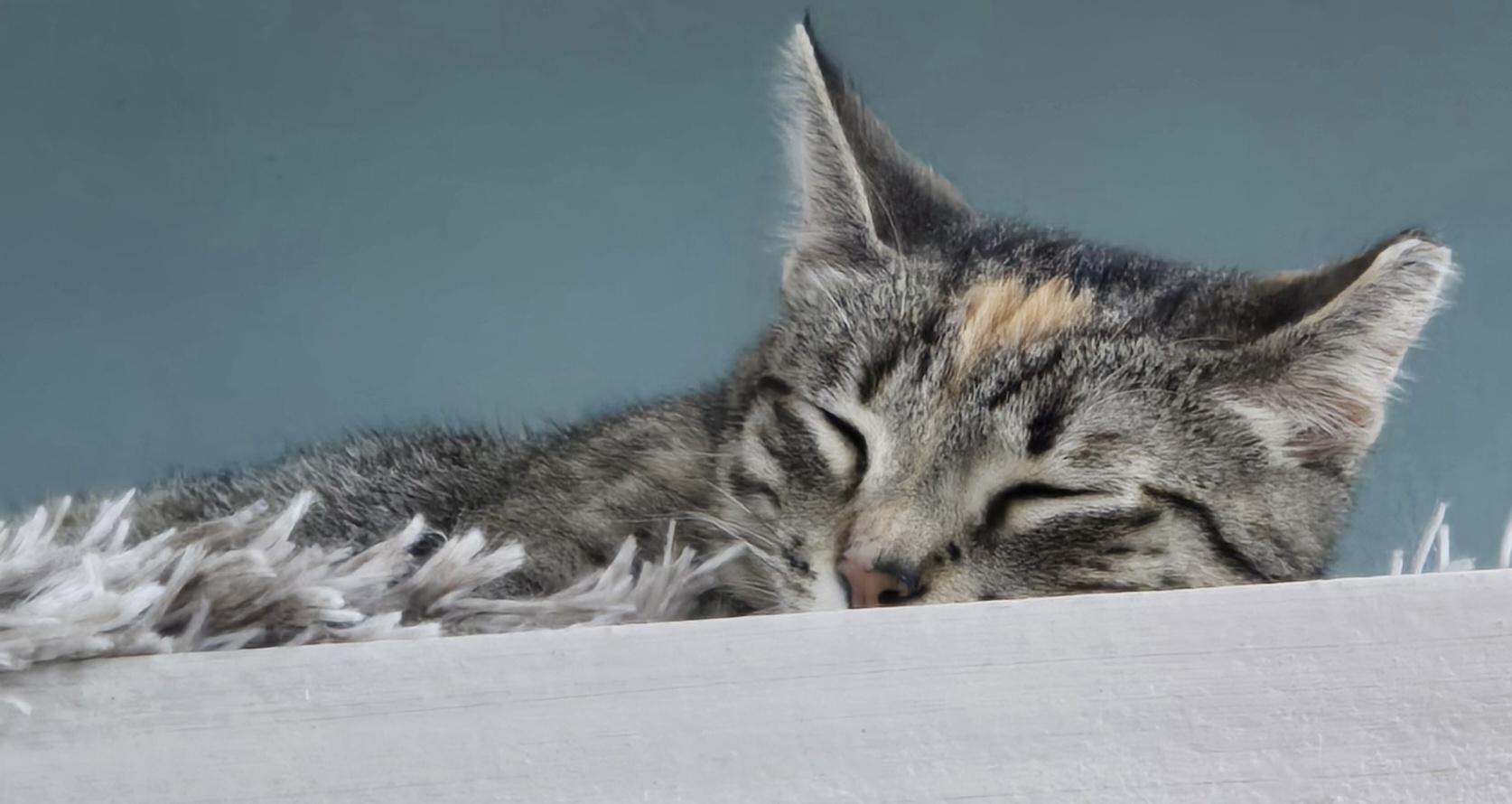 Miso, an adopted Domestic Short Hair in Arlington, WA image 6/6