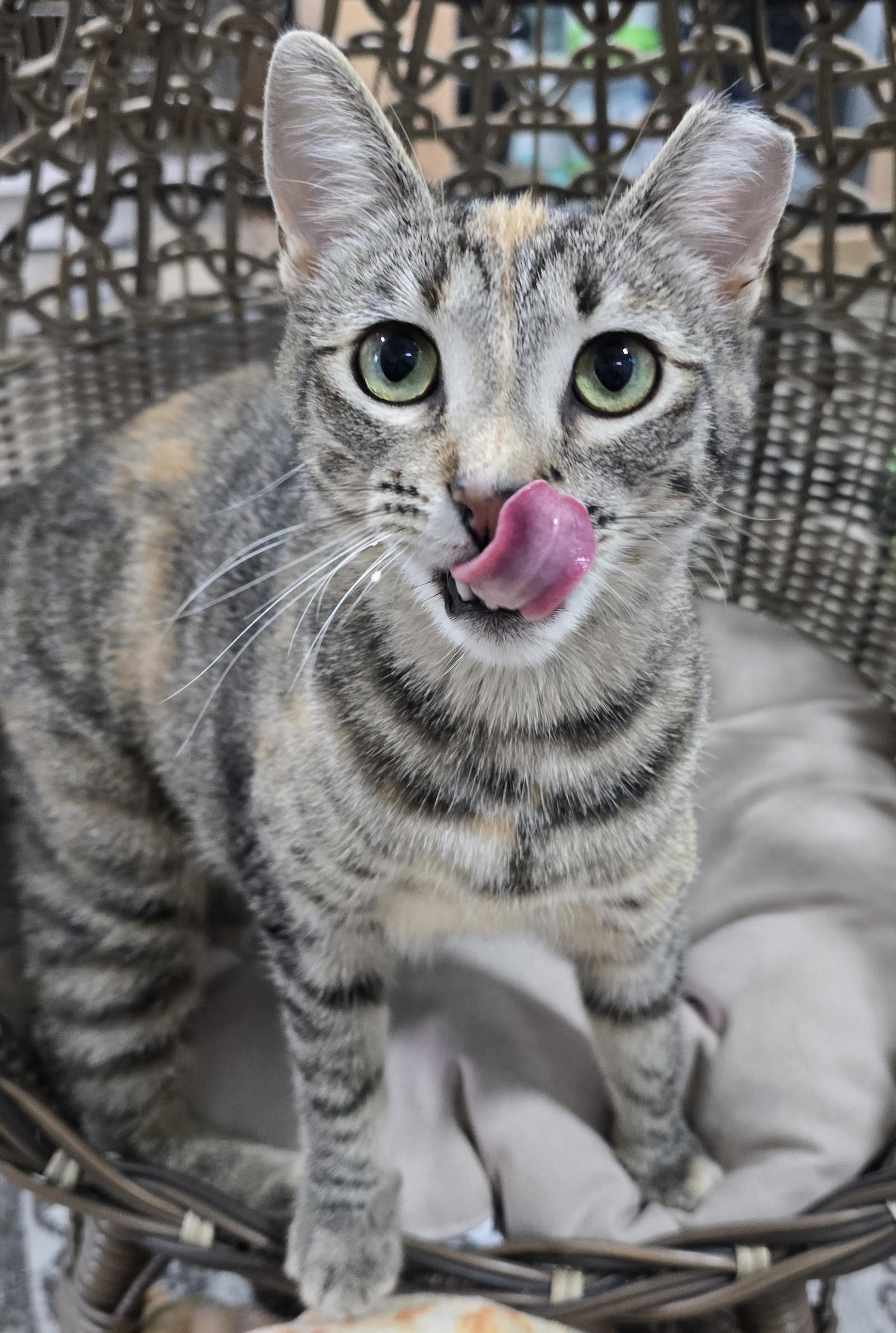 Miso, an adopted Domestic Short Hair in Arlington, WA image 5/6