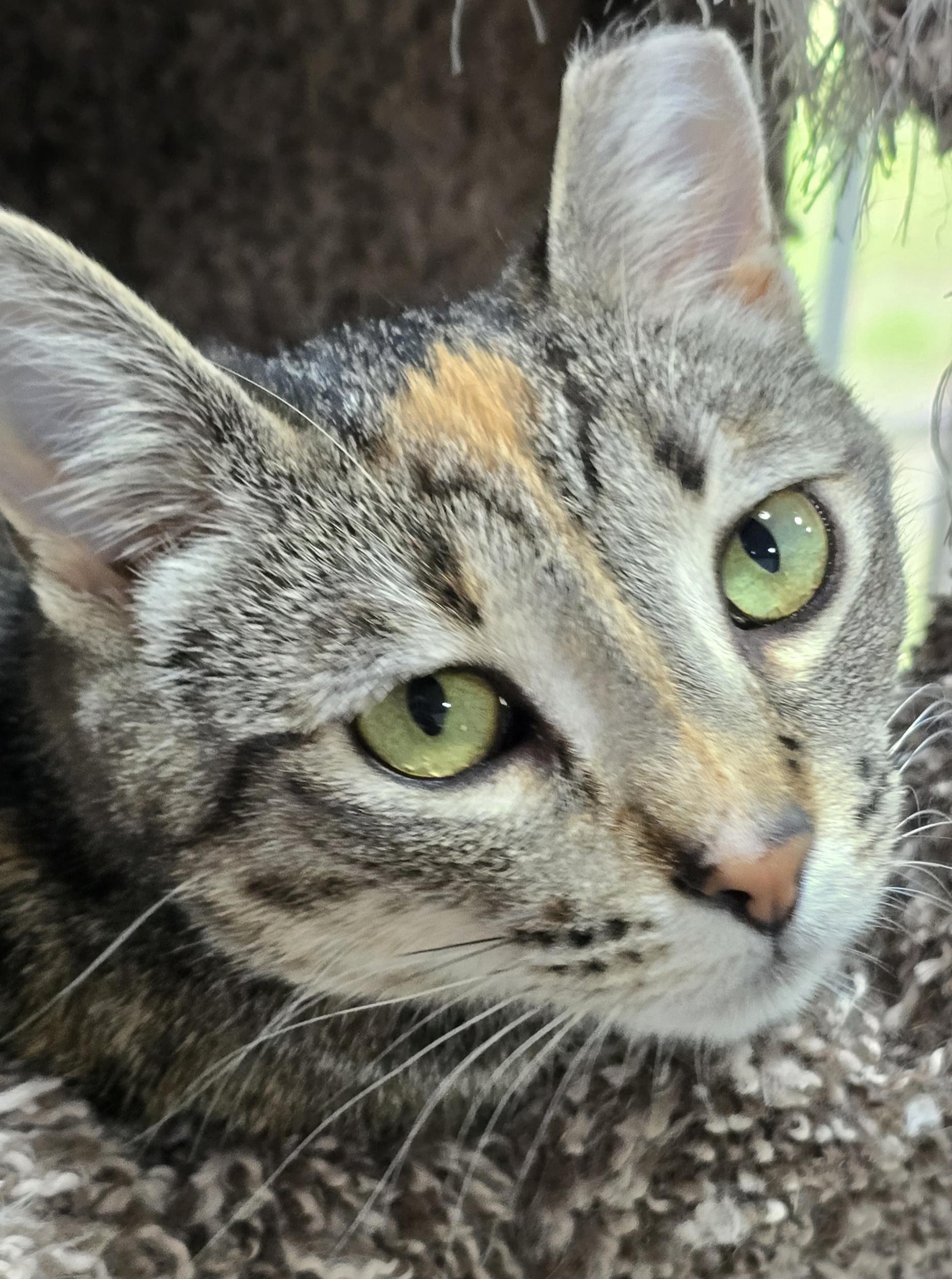 Miso, an adopted Domestic Short Hair in Arlington, WA image 3/6