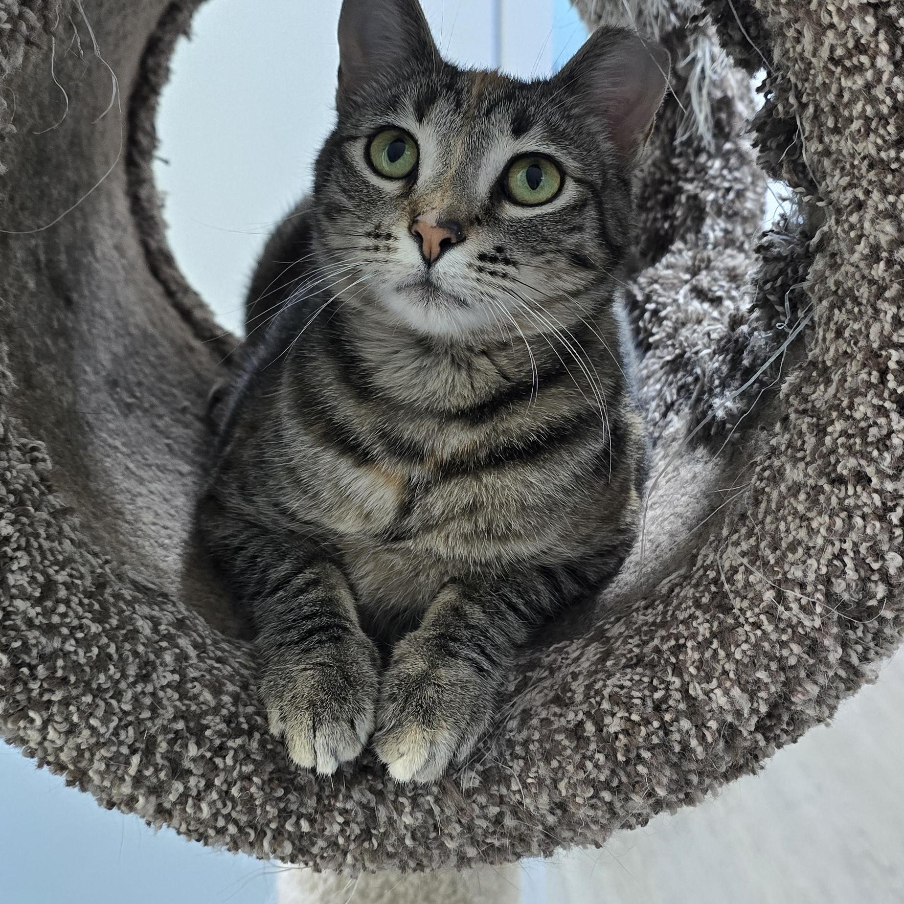 Miso, an adopted Domestic Short Hair in Arlington, WA image 4/6
