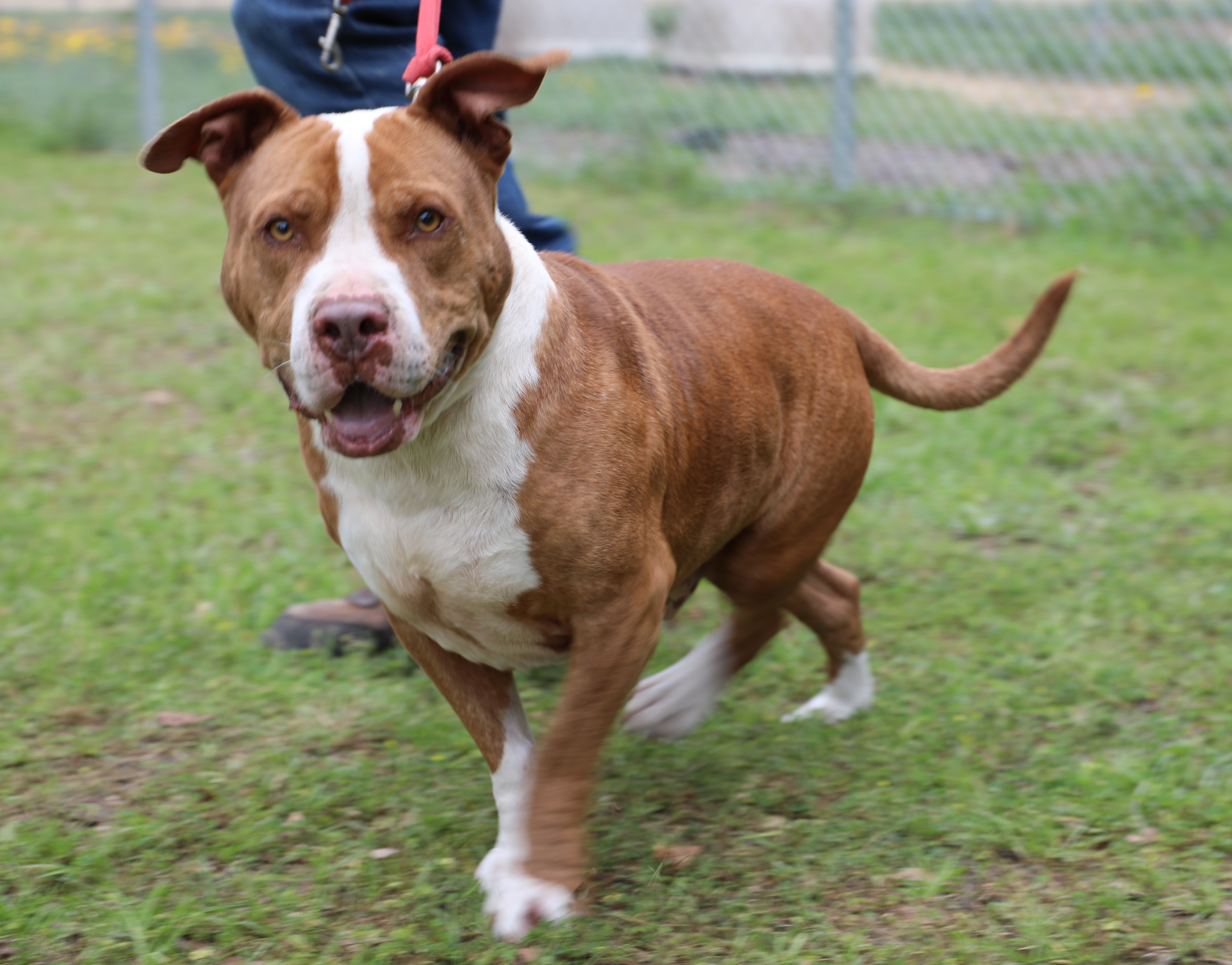 Enlarge Ralphie, a Adoptable mixed breed in Sheridan, TX image 1/12