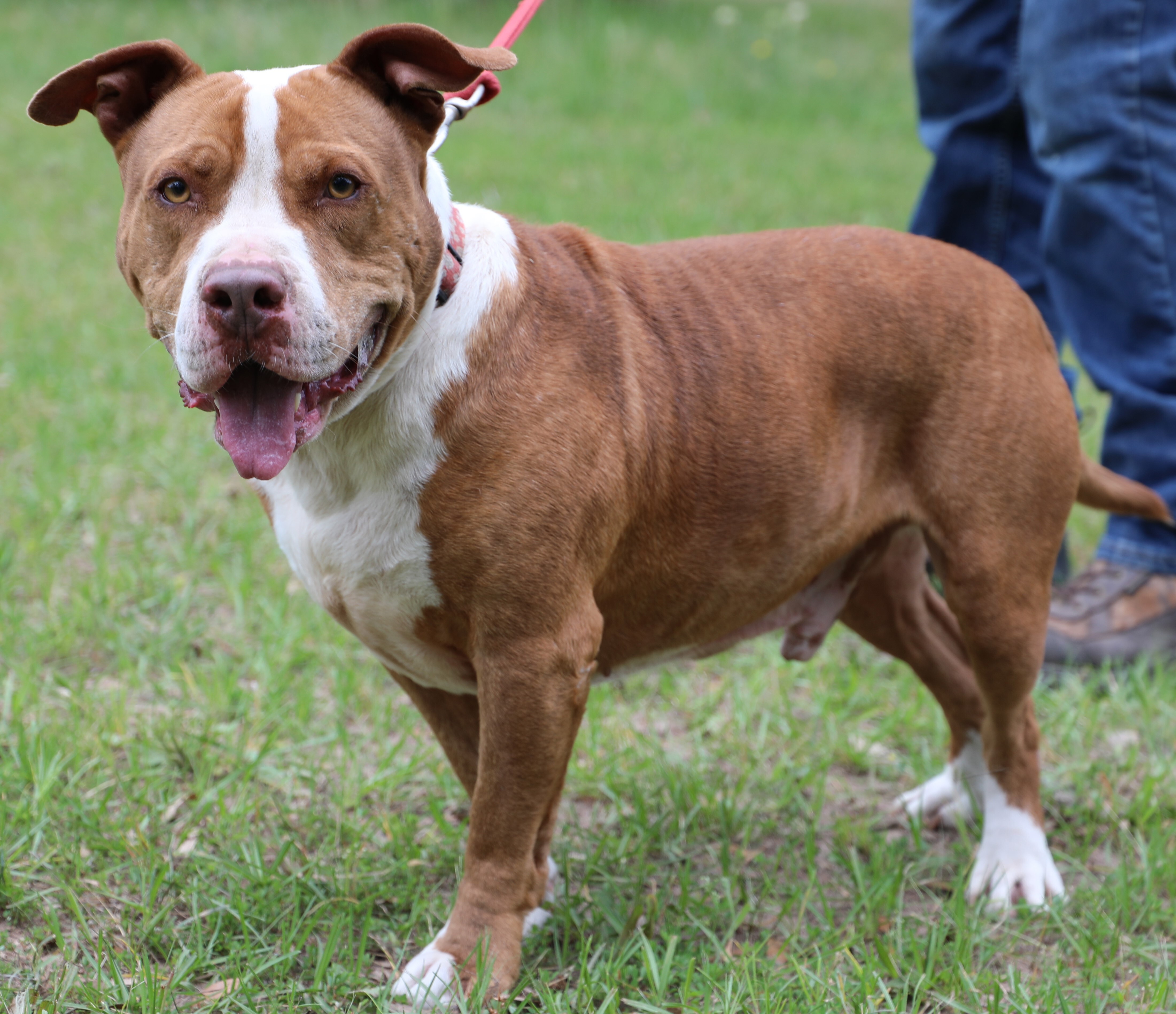 Enlarge Ralphie, a Adoptable mixed breed in Sheridan, TX image 2/12