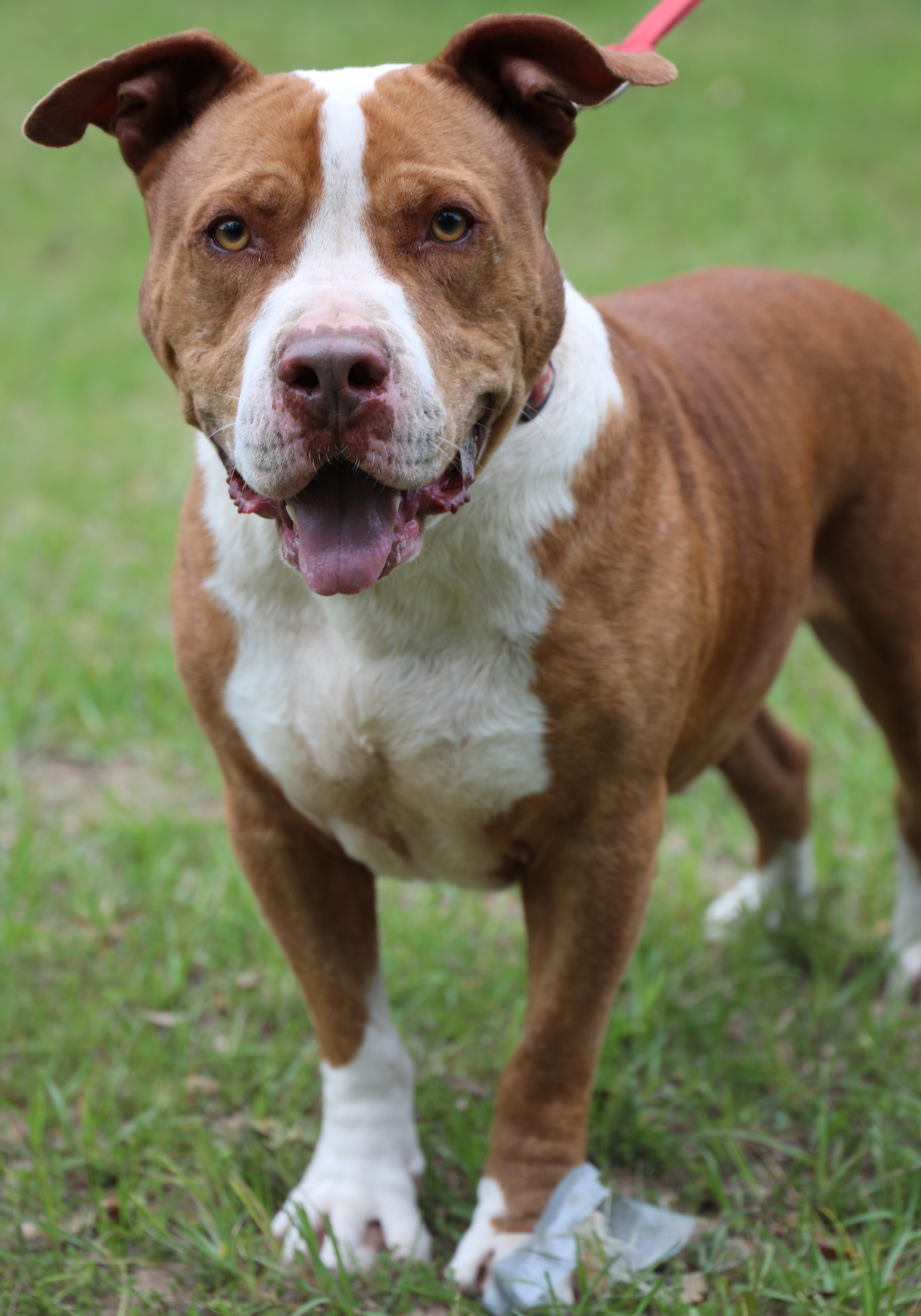 Enlarge Ralphie, a Adoptable mixed breed in Sheridan, TX image 3/12