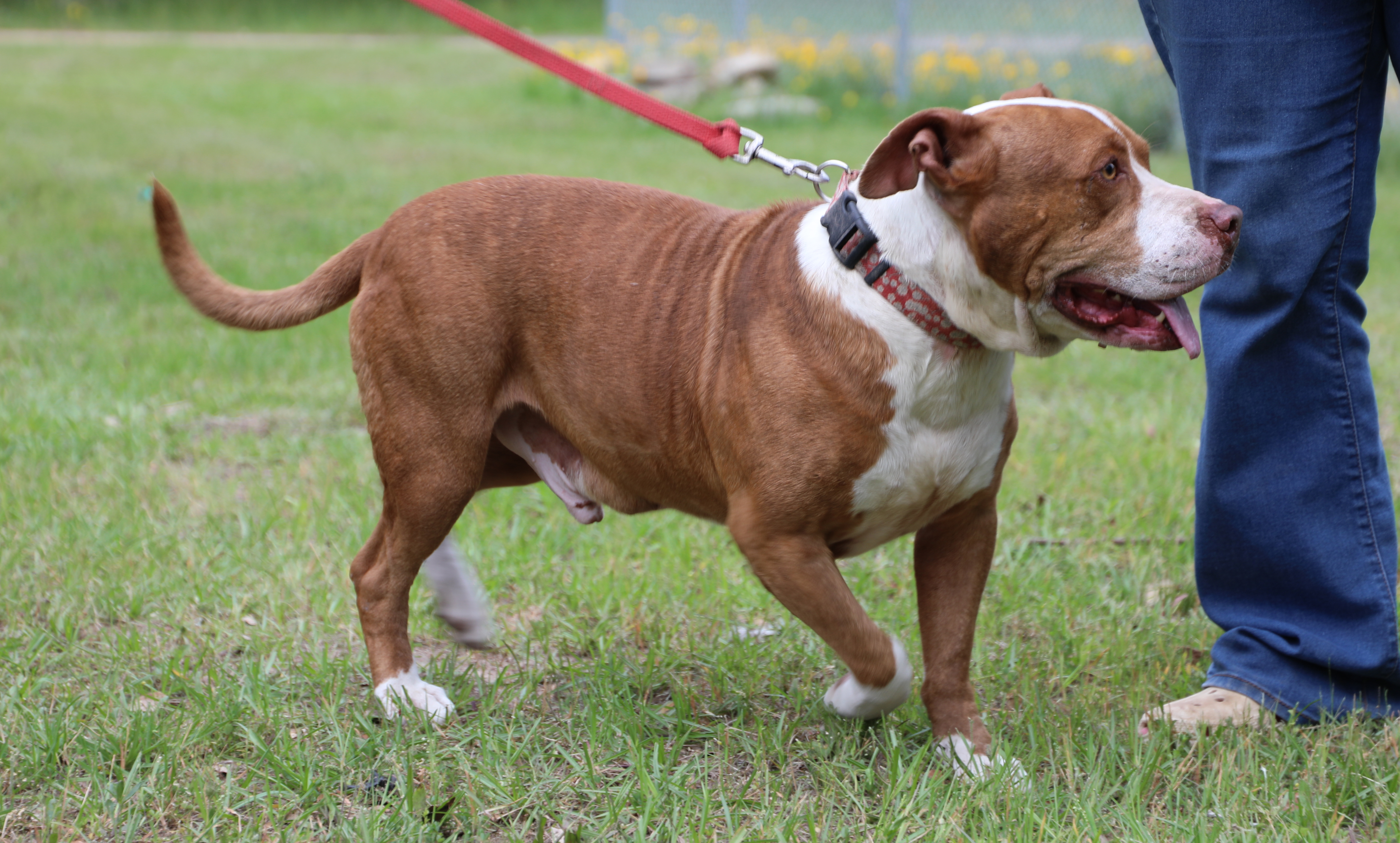 Enlarge Ralphie, a Adoptable mixed breed in Sheridan, TX image 4/12