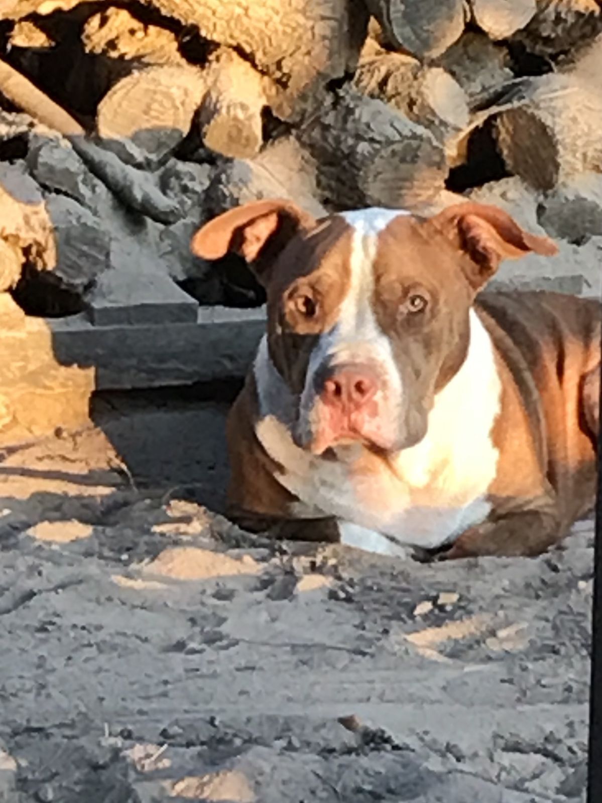 Enlarge Ralphie, a Adoptable mixed breed in Sheridan, TX image 5/12