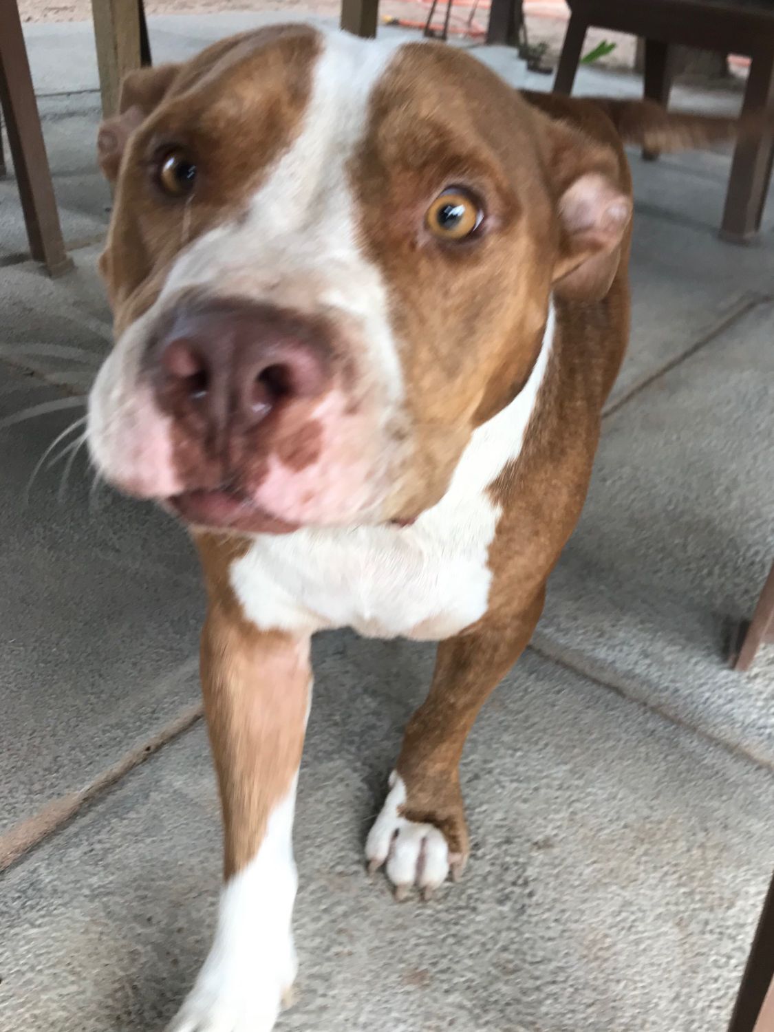 Ralphie, Adoptable, Young Male Terrier.