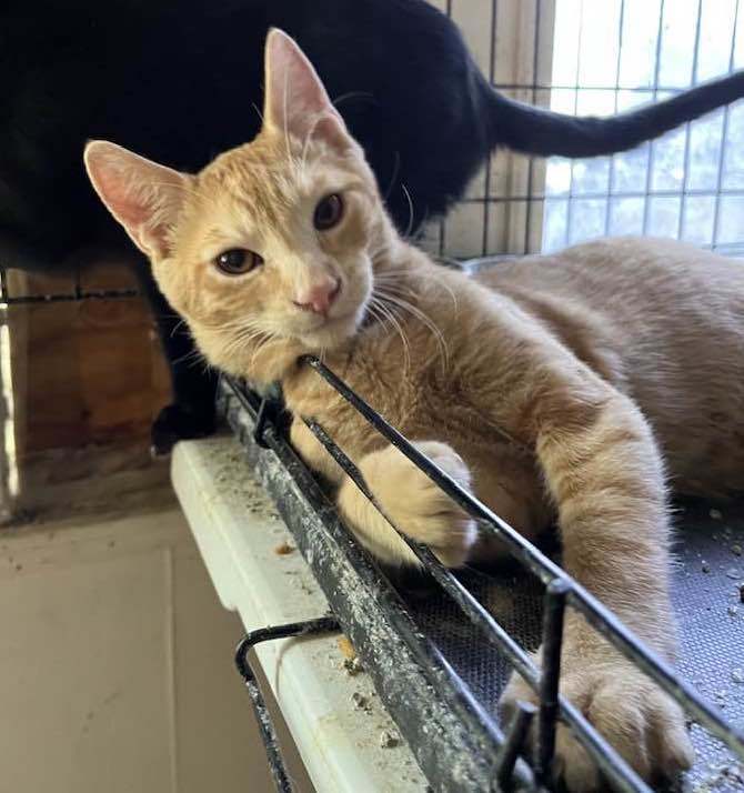 Enlarge SAMSON, a Adoptable Domestic Short Hair in Vacaville, CA image 1/2