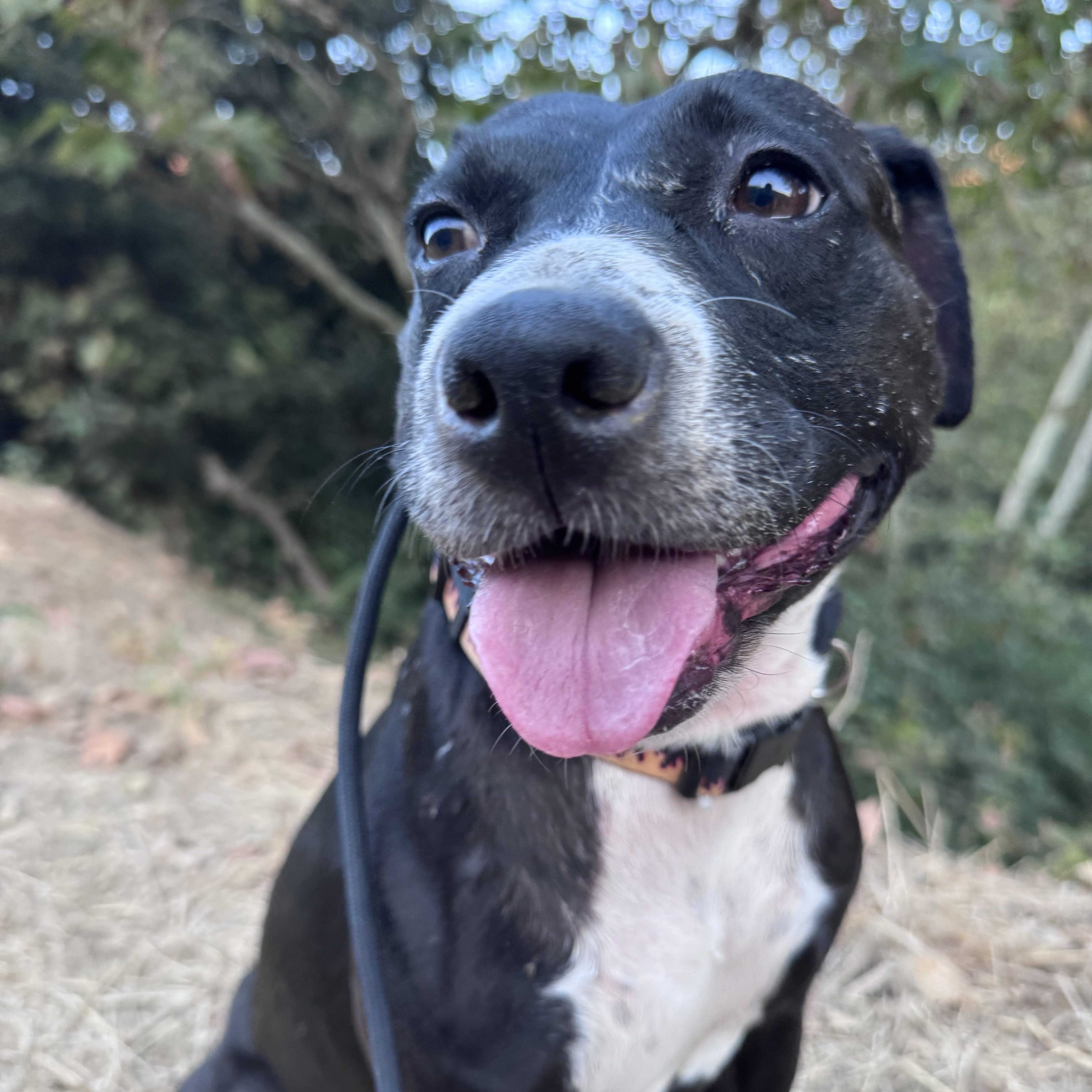 Enlarge Ashley, a Adoptable mixed breed in Whittier, CA image 1/6