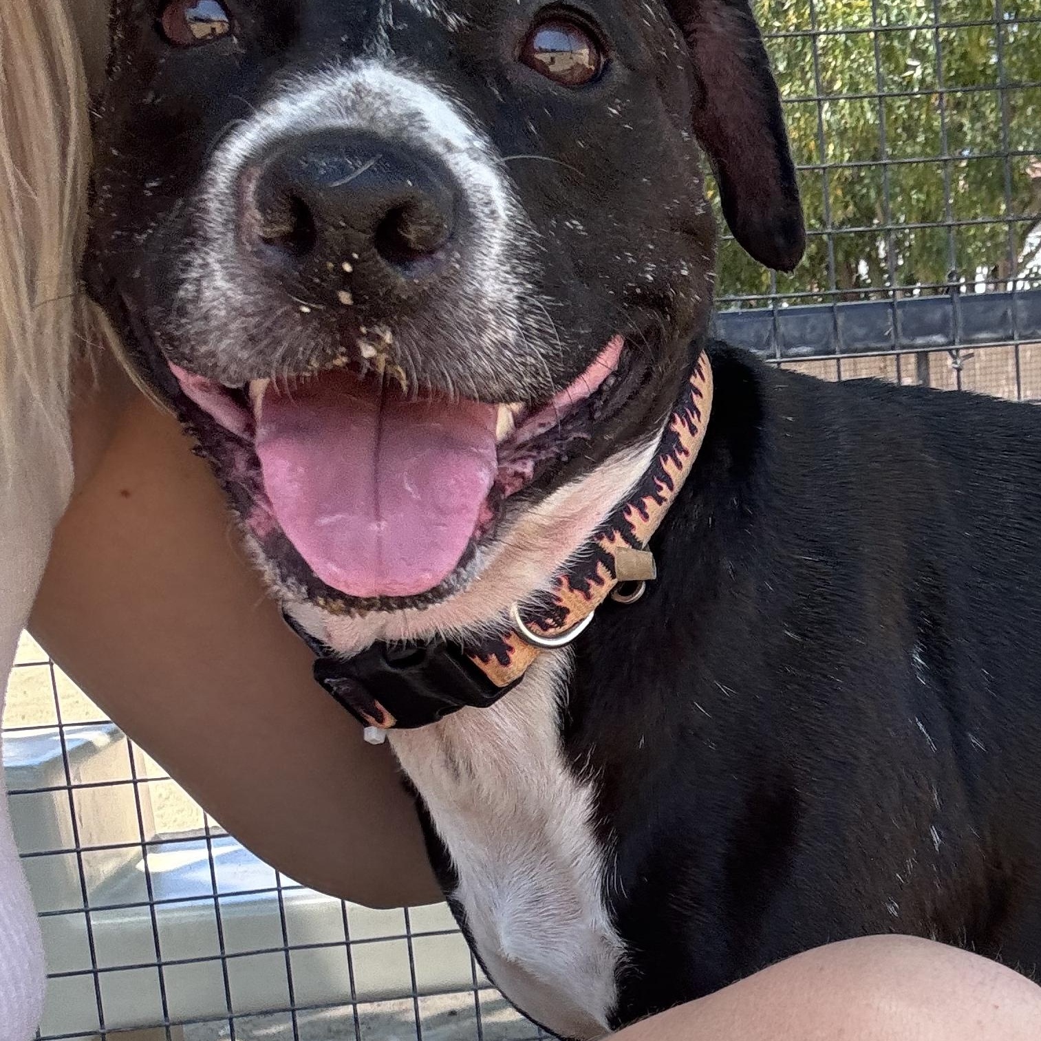 Enlarge Ashley, a Adoptable mixed breed in Whittier, CA image 6/6