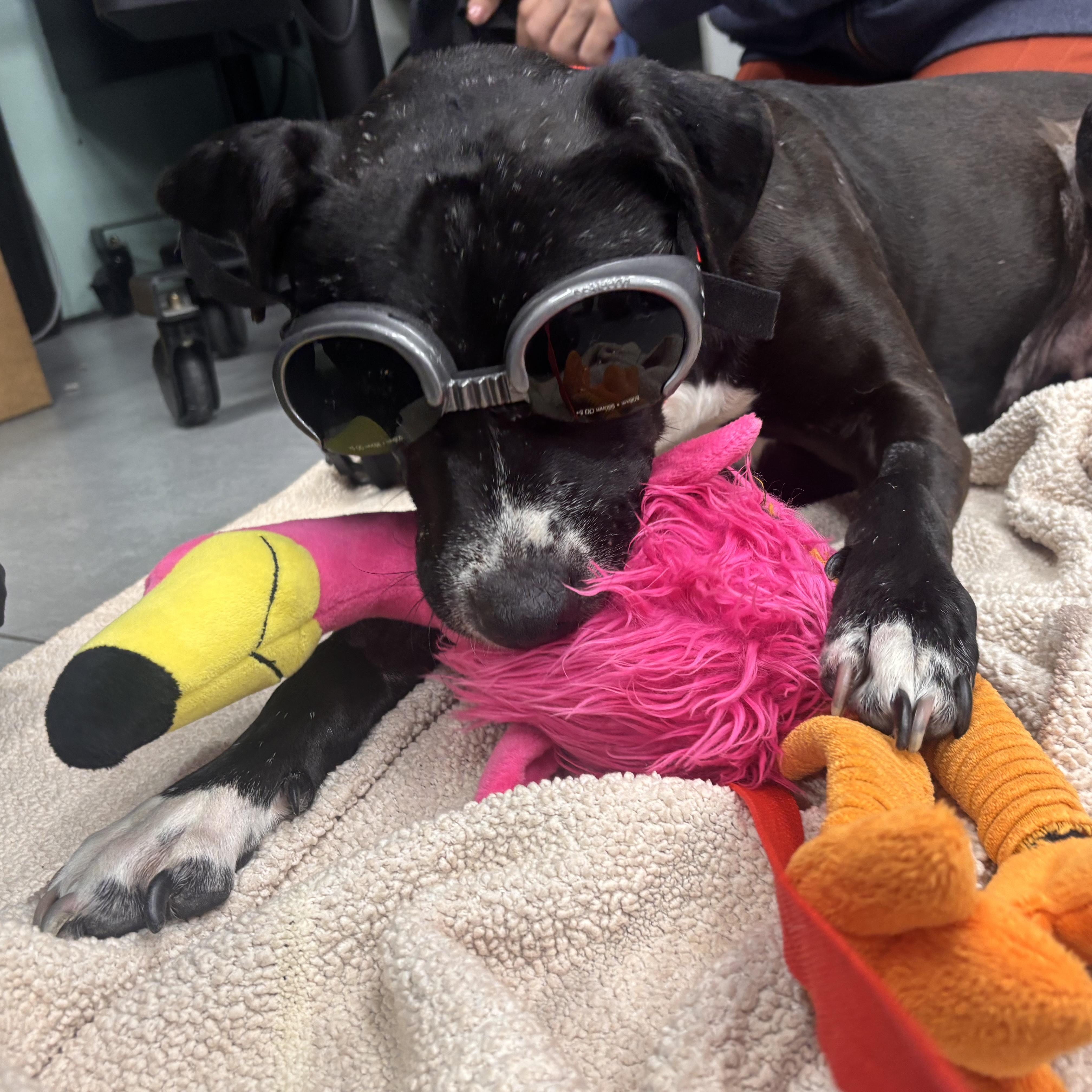 Enlarge Ashley, a Adoptable mixed breed in Whittier, CA image 5/6