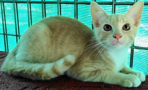 Enlarge TG-Dempsey, a Adopted Tabby in Frankston, TX image 5/6