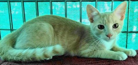 Enlarge TG-Dempsey, a Adopted Tabby in Frankston, TX image 6/6